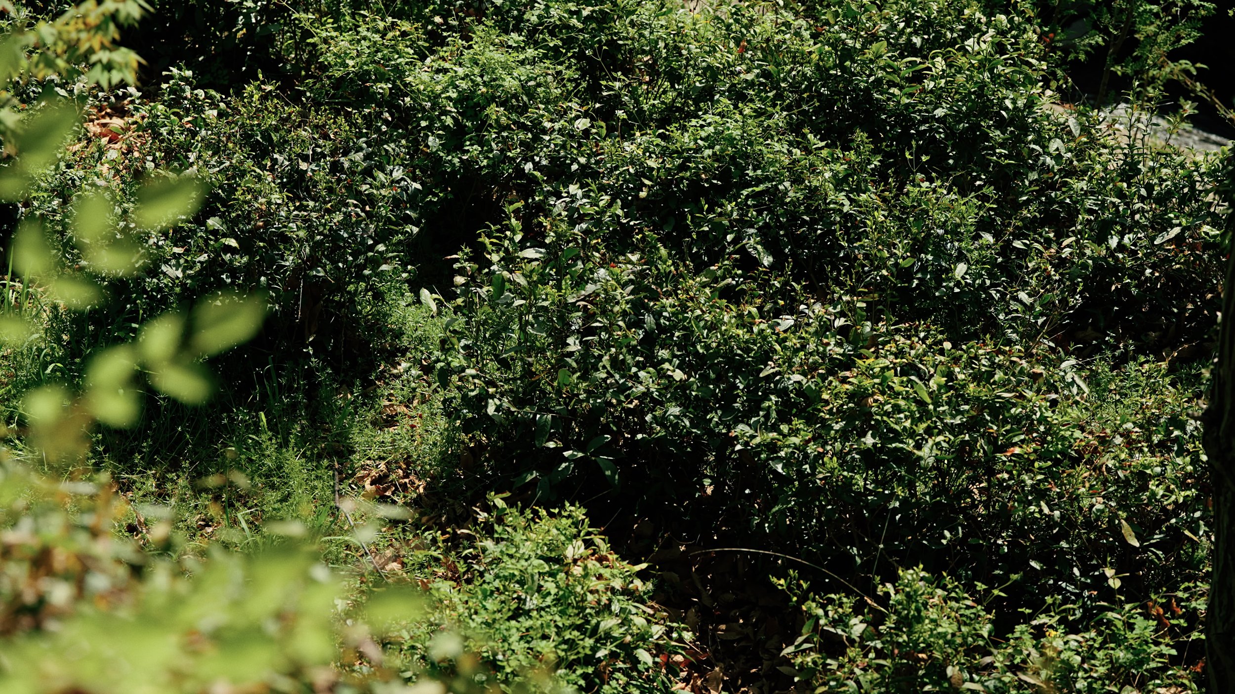 DOJAE GREEN TEA (9).jpg