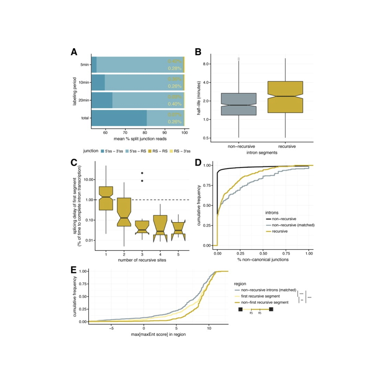 Numerous recursive sites contribute to accuracy of splicing in long introns in flies.