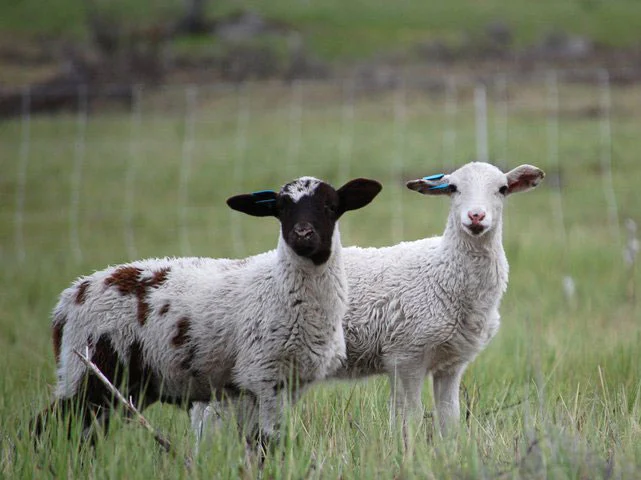 lambs_2011a.jpg