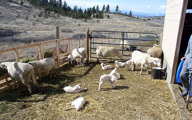 lambing_2012a.jpg