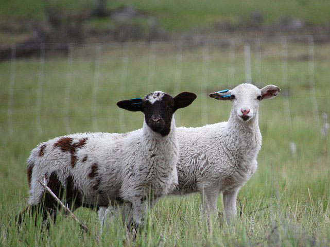 lambs_2011a.jpg