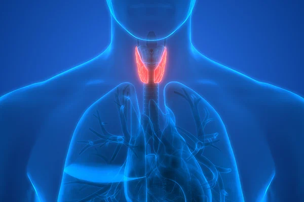 Thyroid Health.jpg