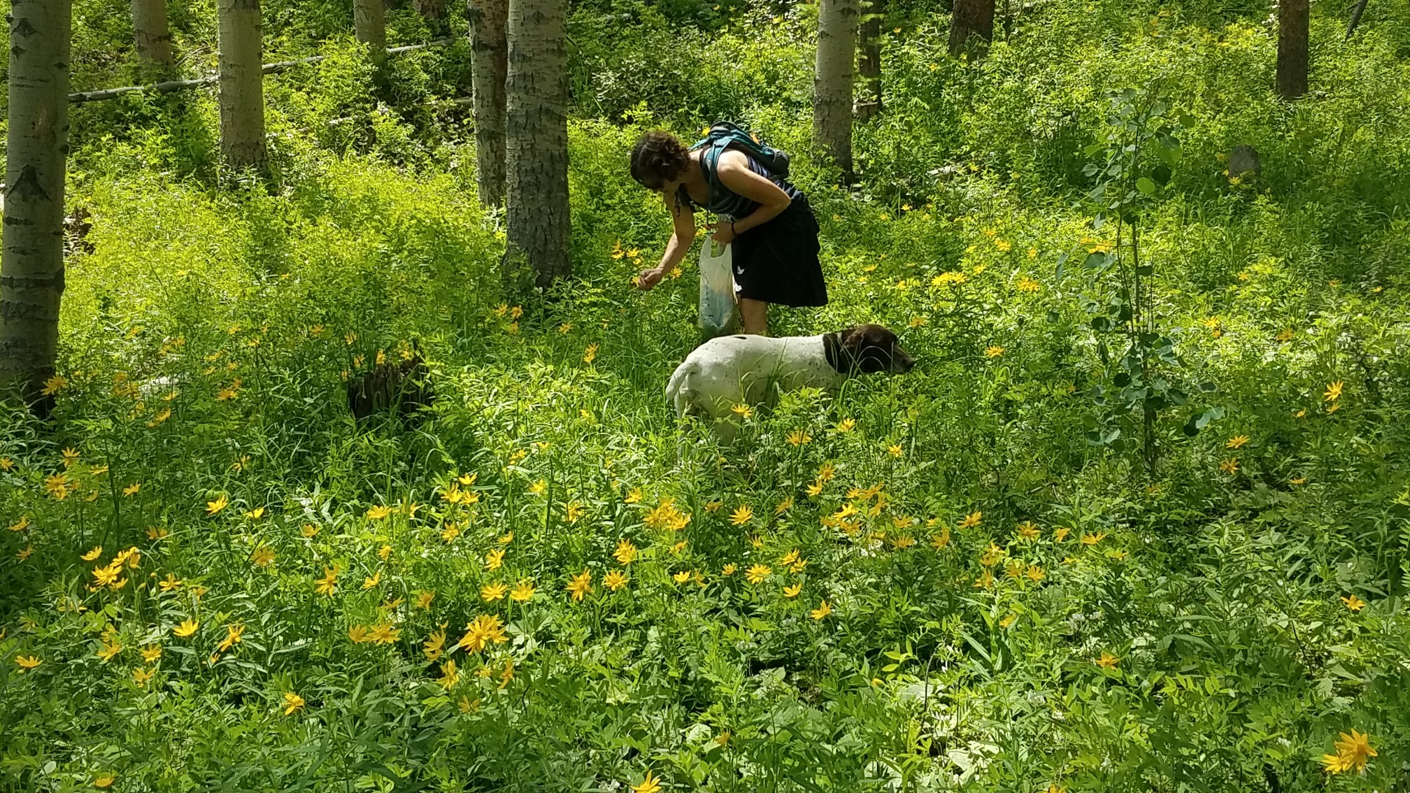 Pictured is Tracie harvesting Arnica. Most of the herbs Tracie uses in her massages she harvests herself.