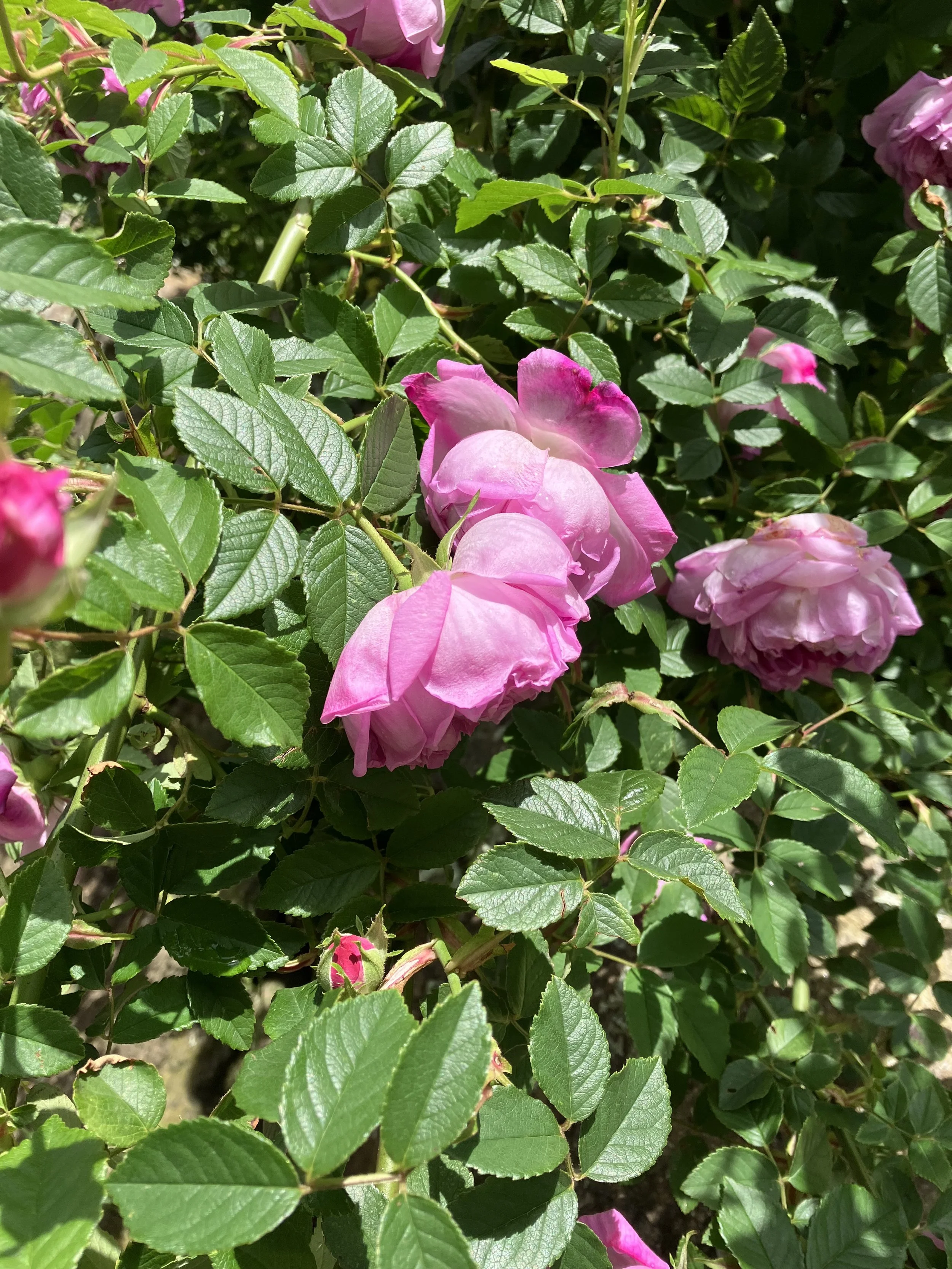 IMG_5640.jpeg