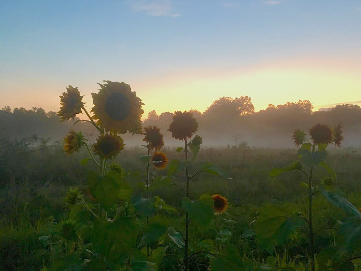 Sunflowers at dusk
