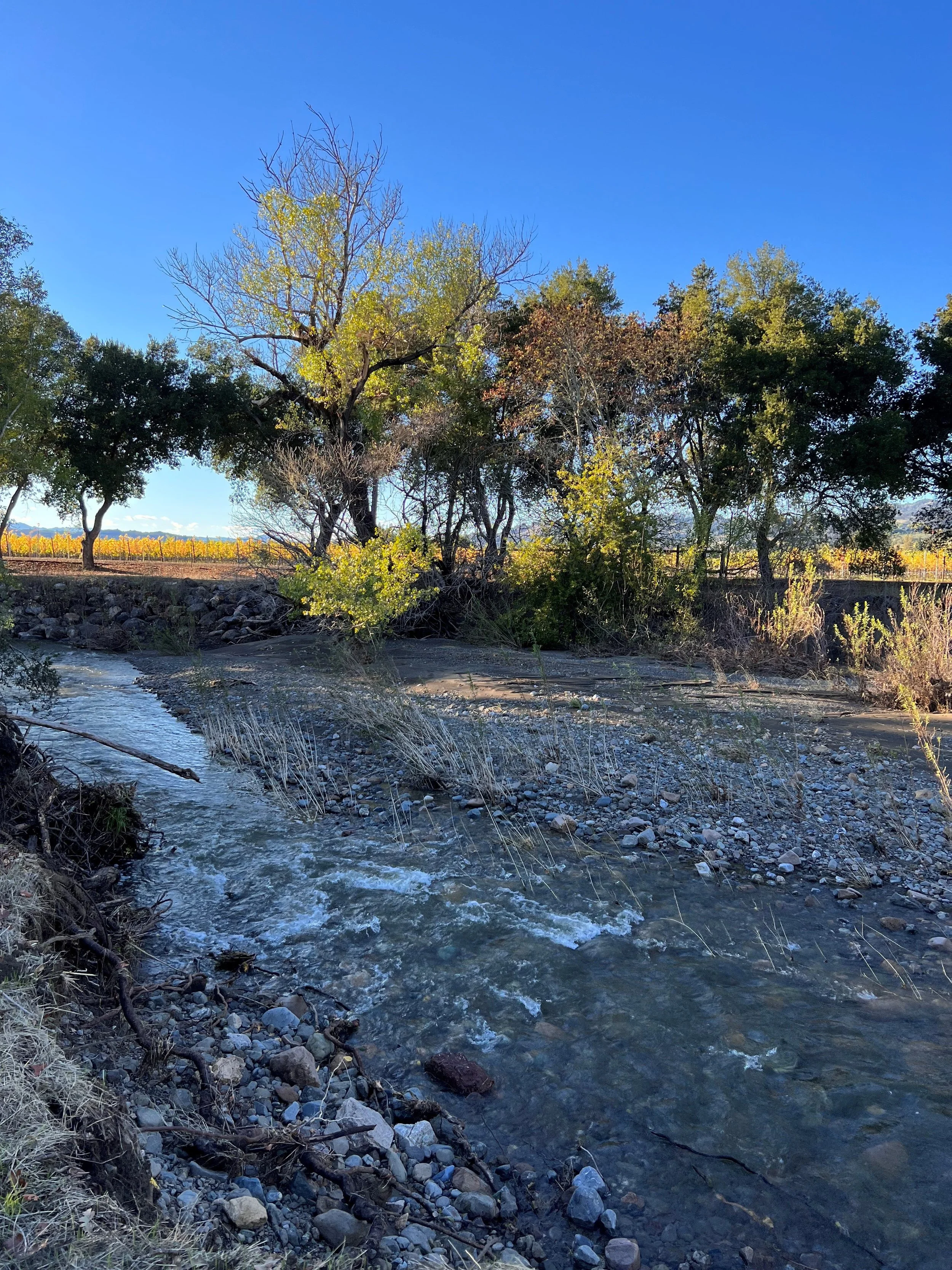   After the flooding from our atmospheric river  