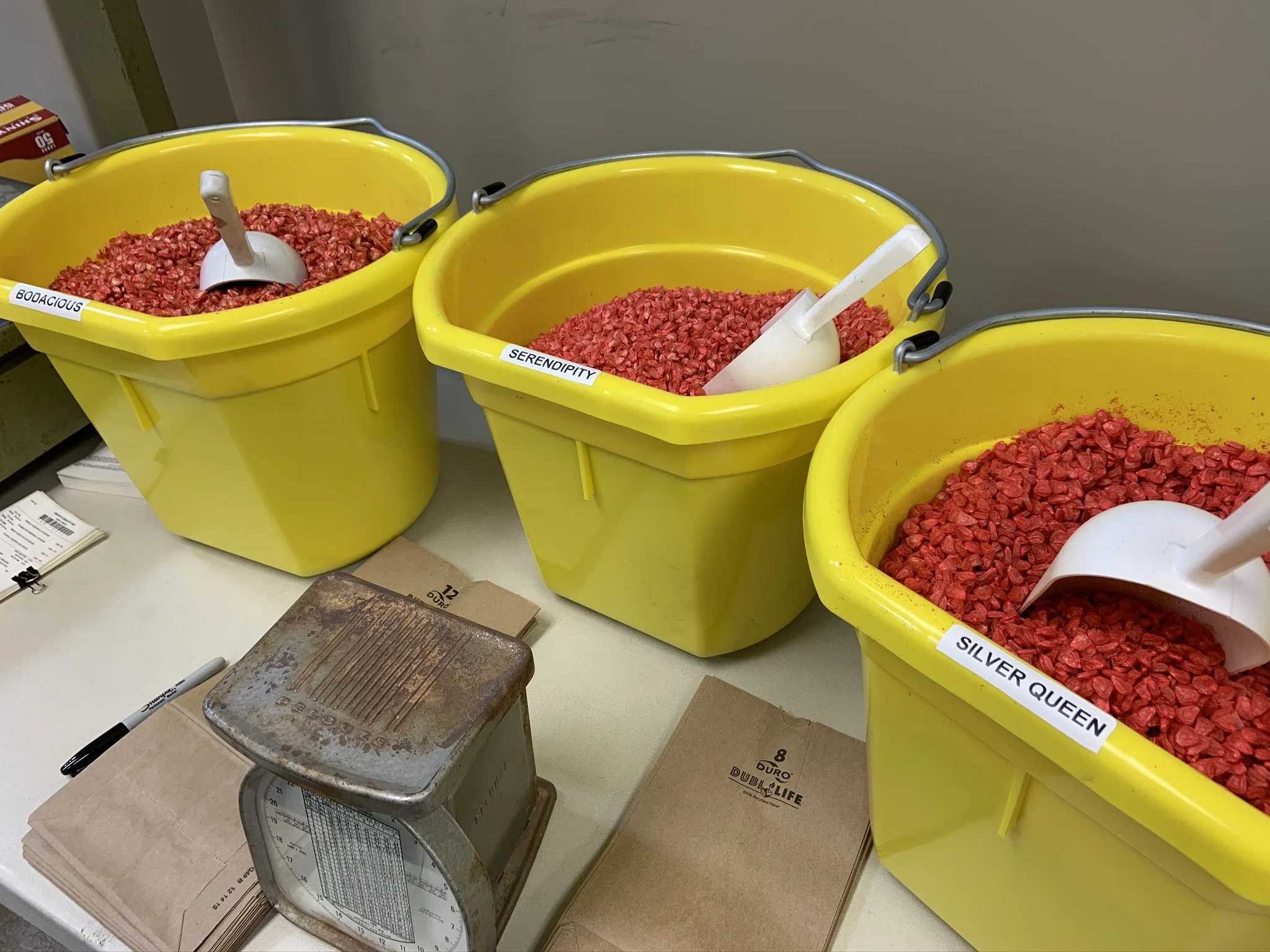 Peaches & Cream Sweet Corn Seed