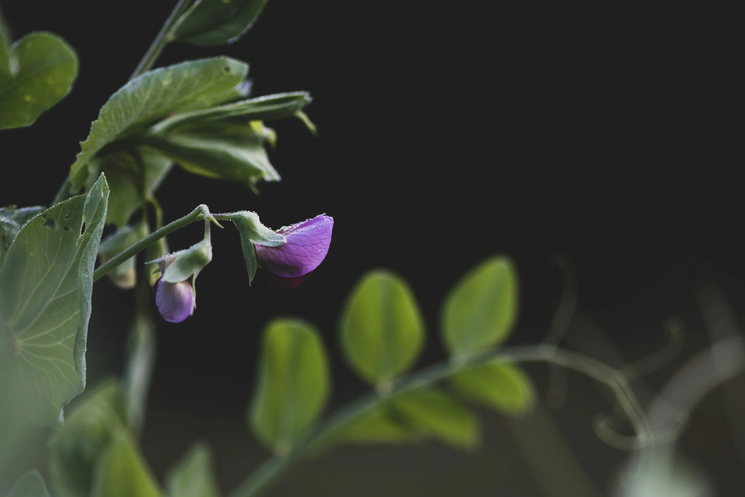 Could Gregor Mendel have imagined the future of synthetic biology?