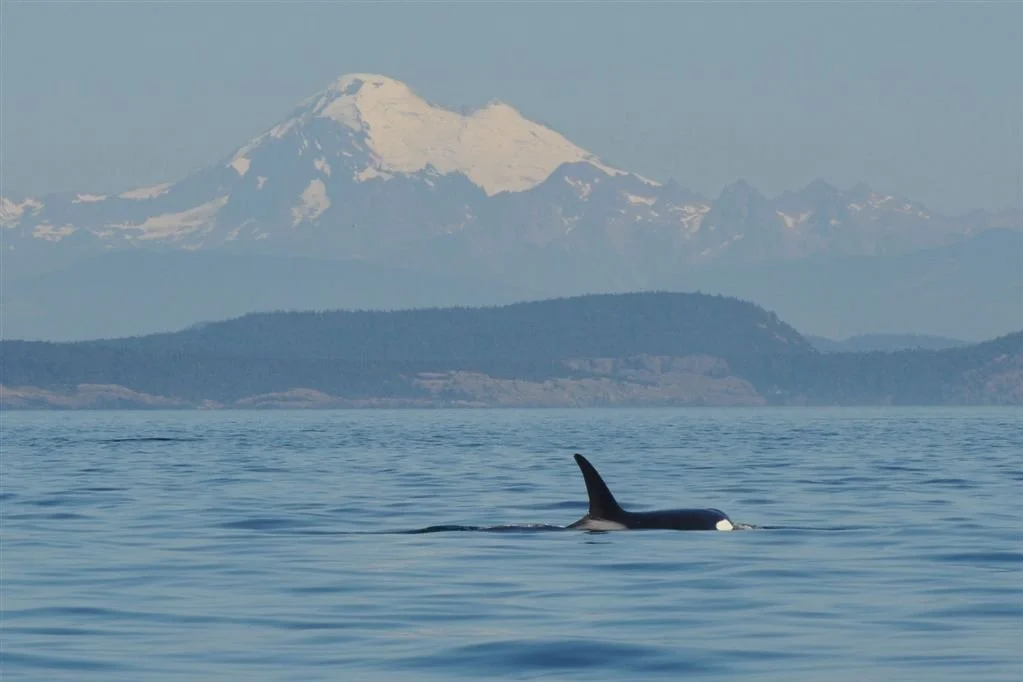 Photo Credit: Eagle Wing Whale Watching Tours