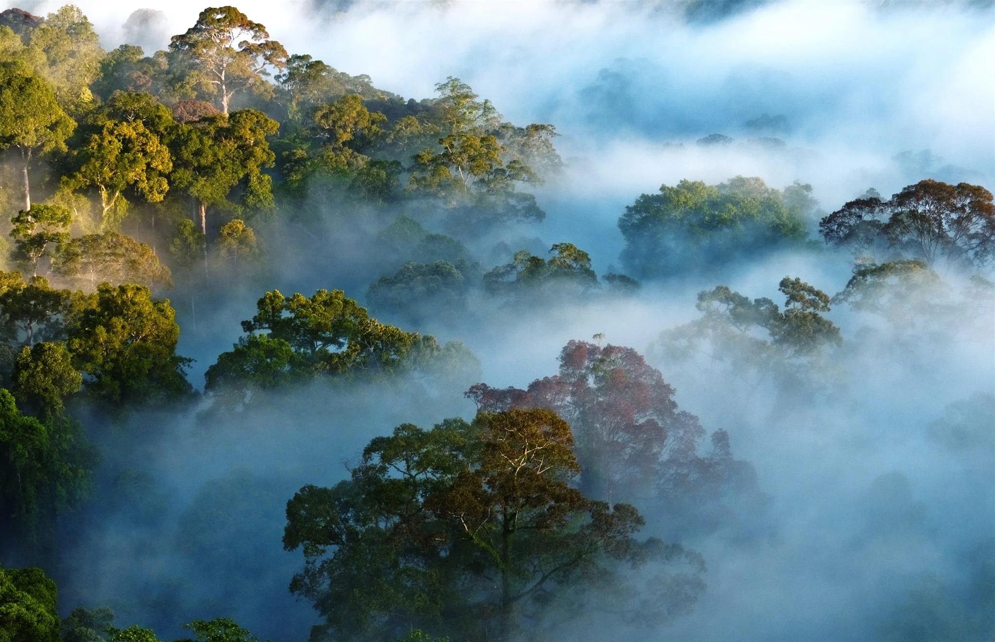 Photo credit: Rainforest Trust