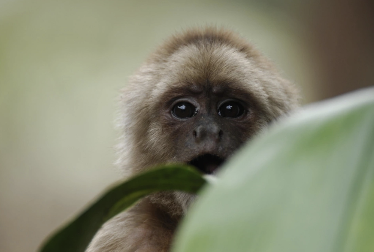 Photo Credit: Murray Cooper (Rainforest Concern)