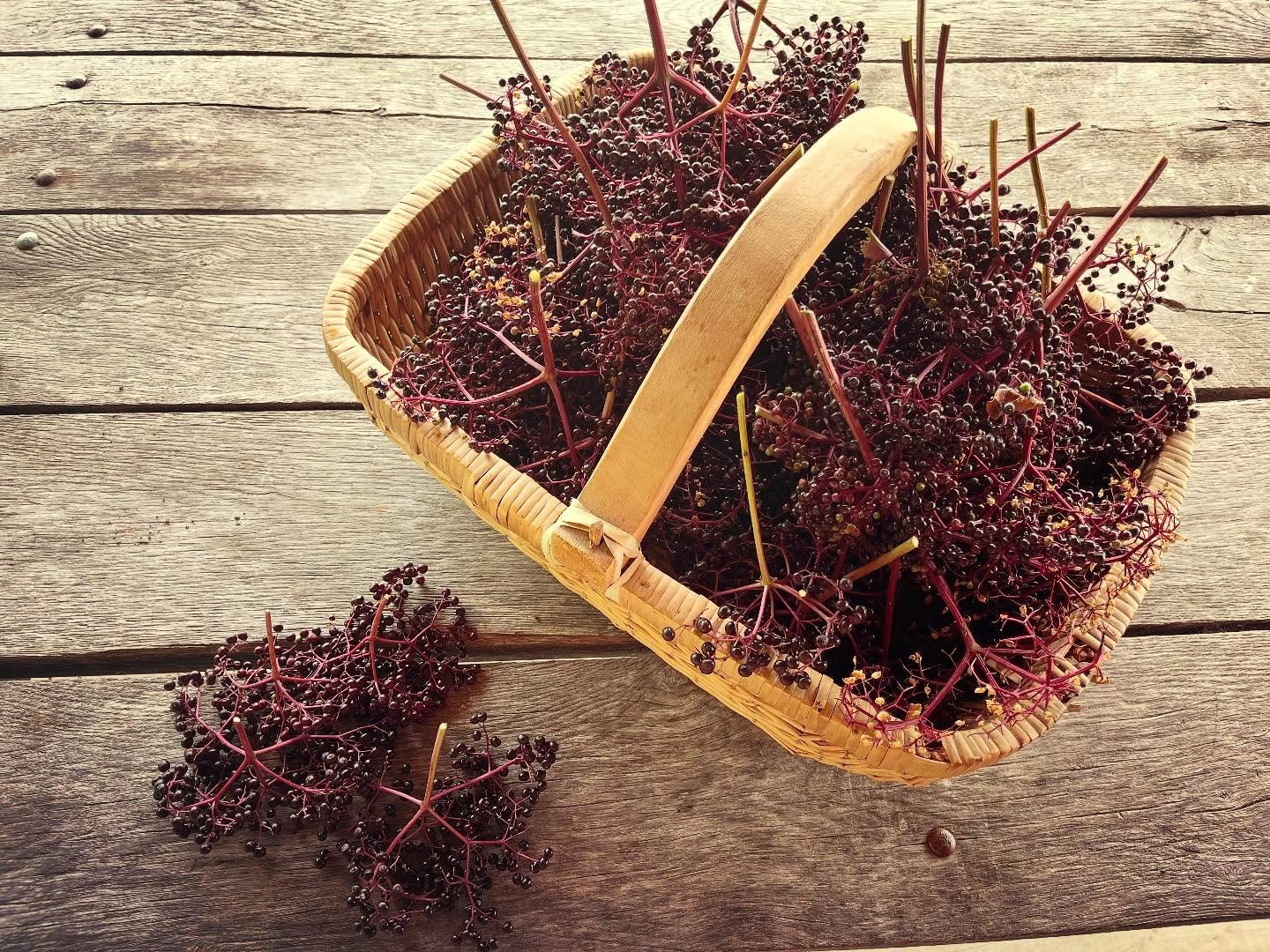 A quiet summer of listening. A quiet Sunday on the porch processing elderberries from the garden with my darling Wilder. Thank you for the abundance.