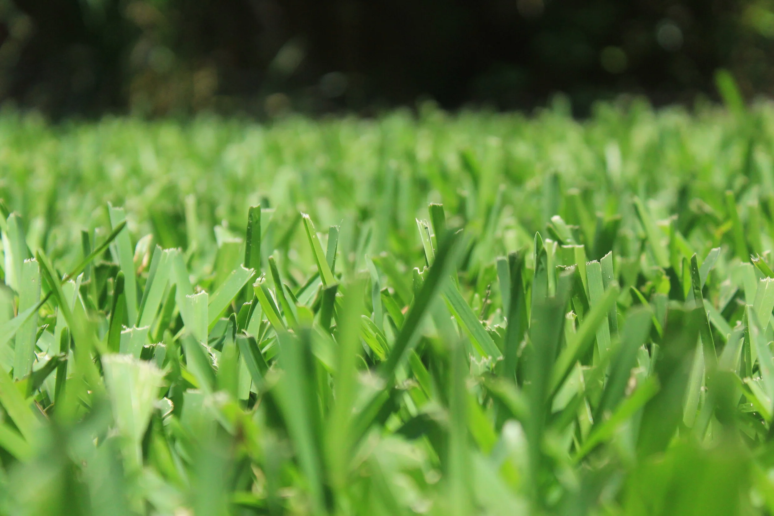 Summer yard work and flood control?