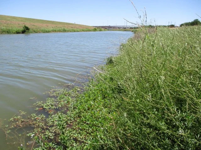 Using Plants to Help Prevent Erosion in Valley Ranch
