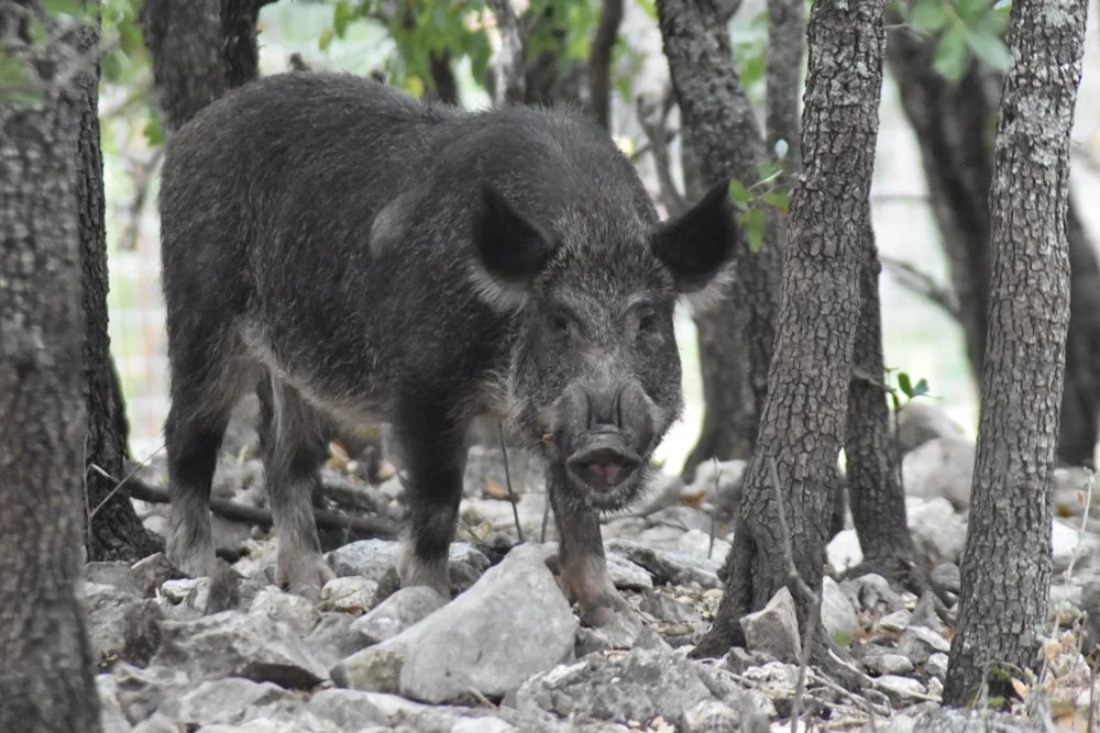 Feral Hogs: Not Just for the Country Anymore