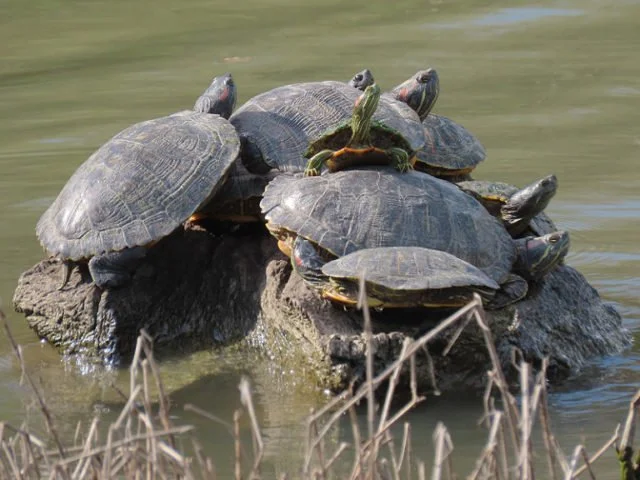 The Animals that Frequent Our WaterWays