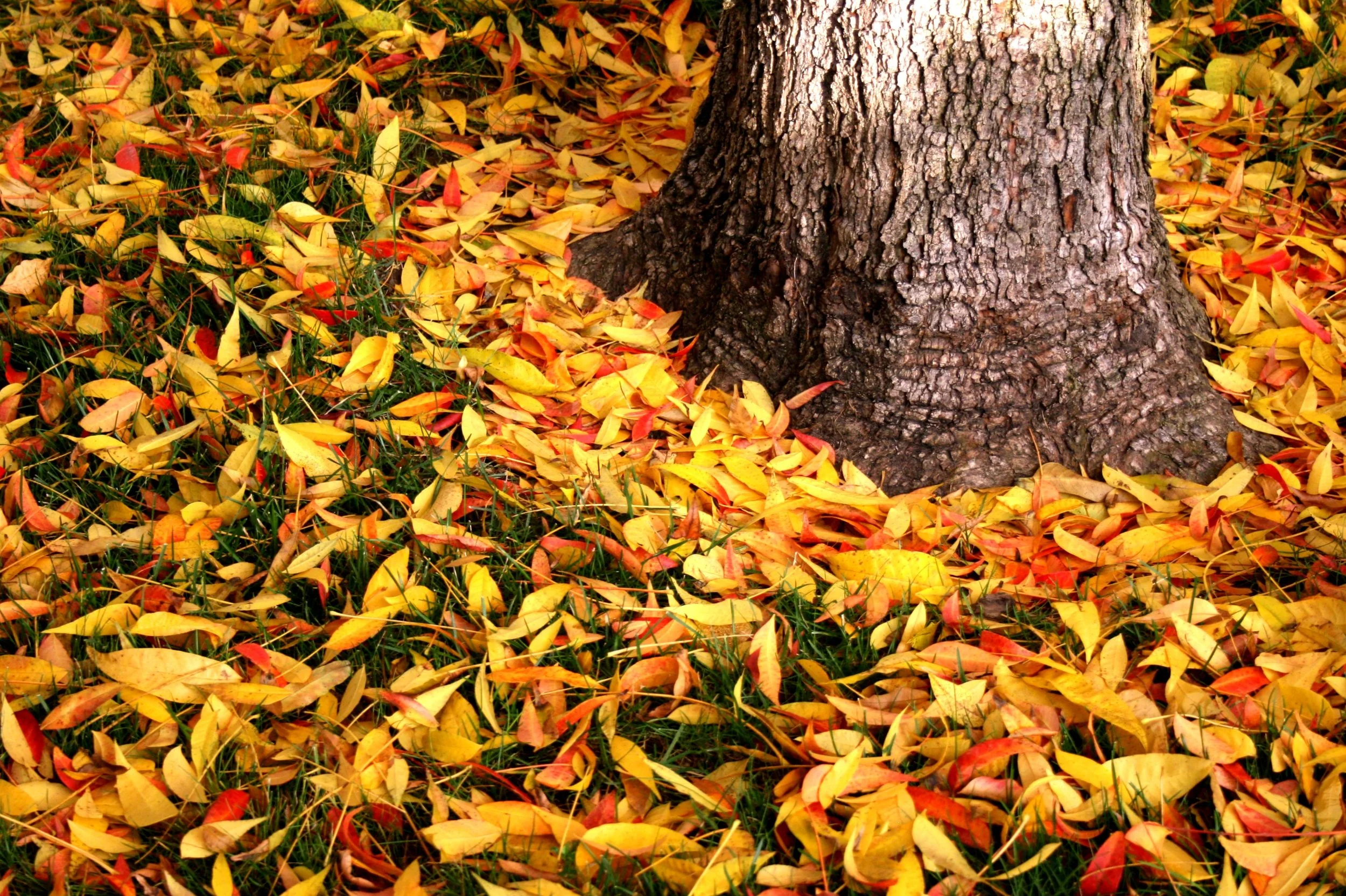 Lawn Care Tips for Fall