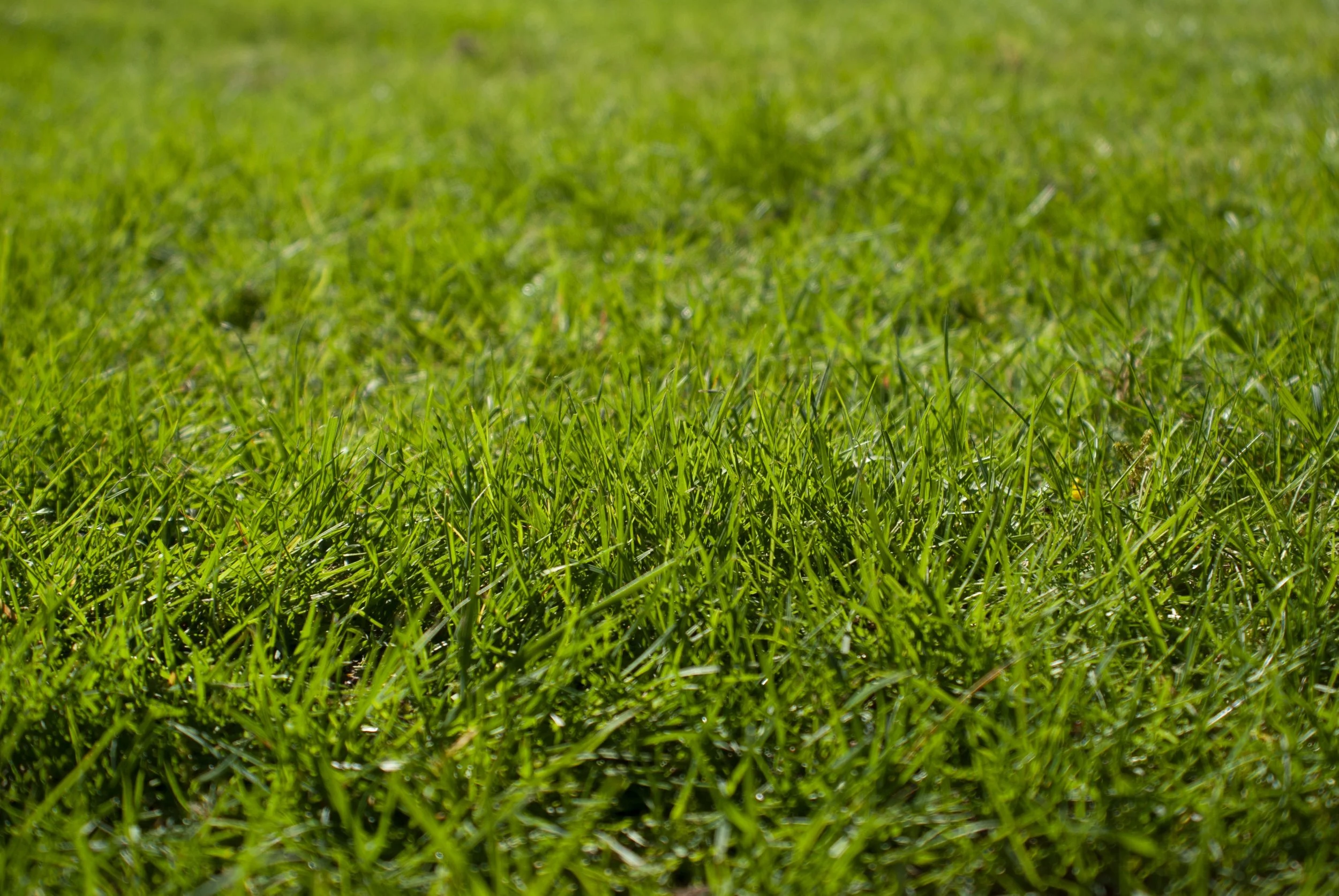 Preparing Your Lawn for Spring Showers