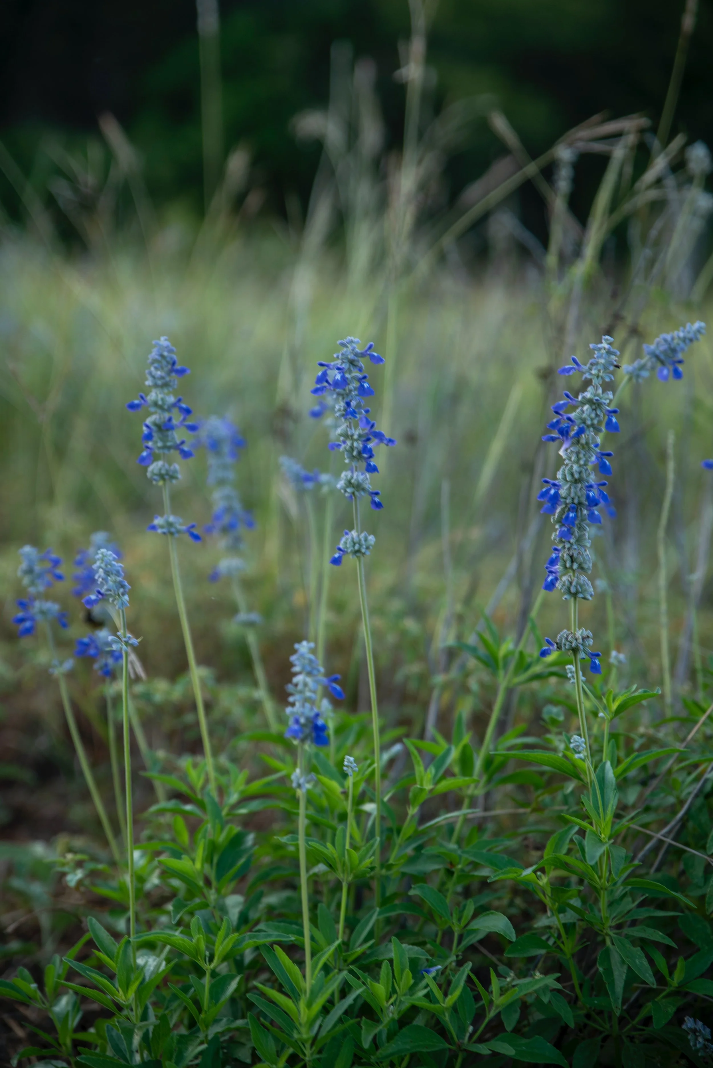 In This Month: April Showers Bring May Flowers 