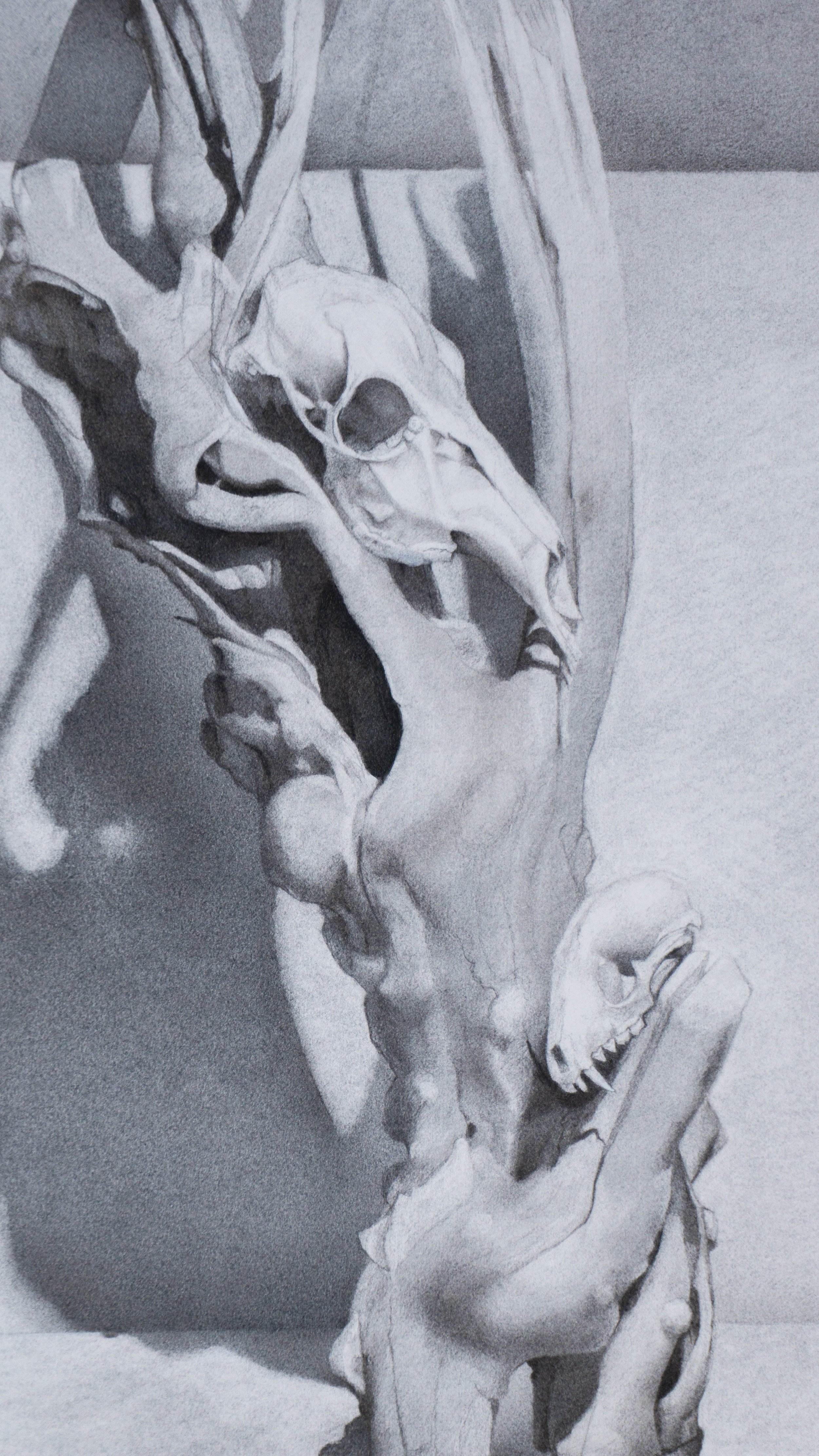 Skull Still Life-2.jpg