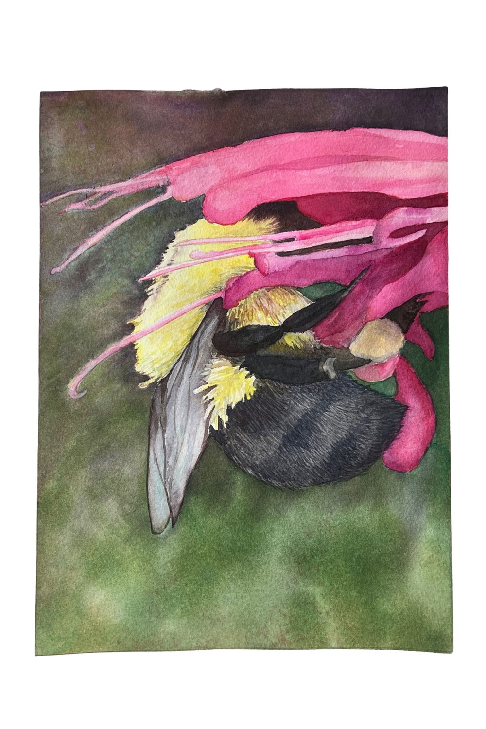 Bumble Bee on Bee Balm.png