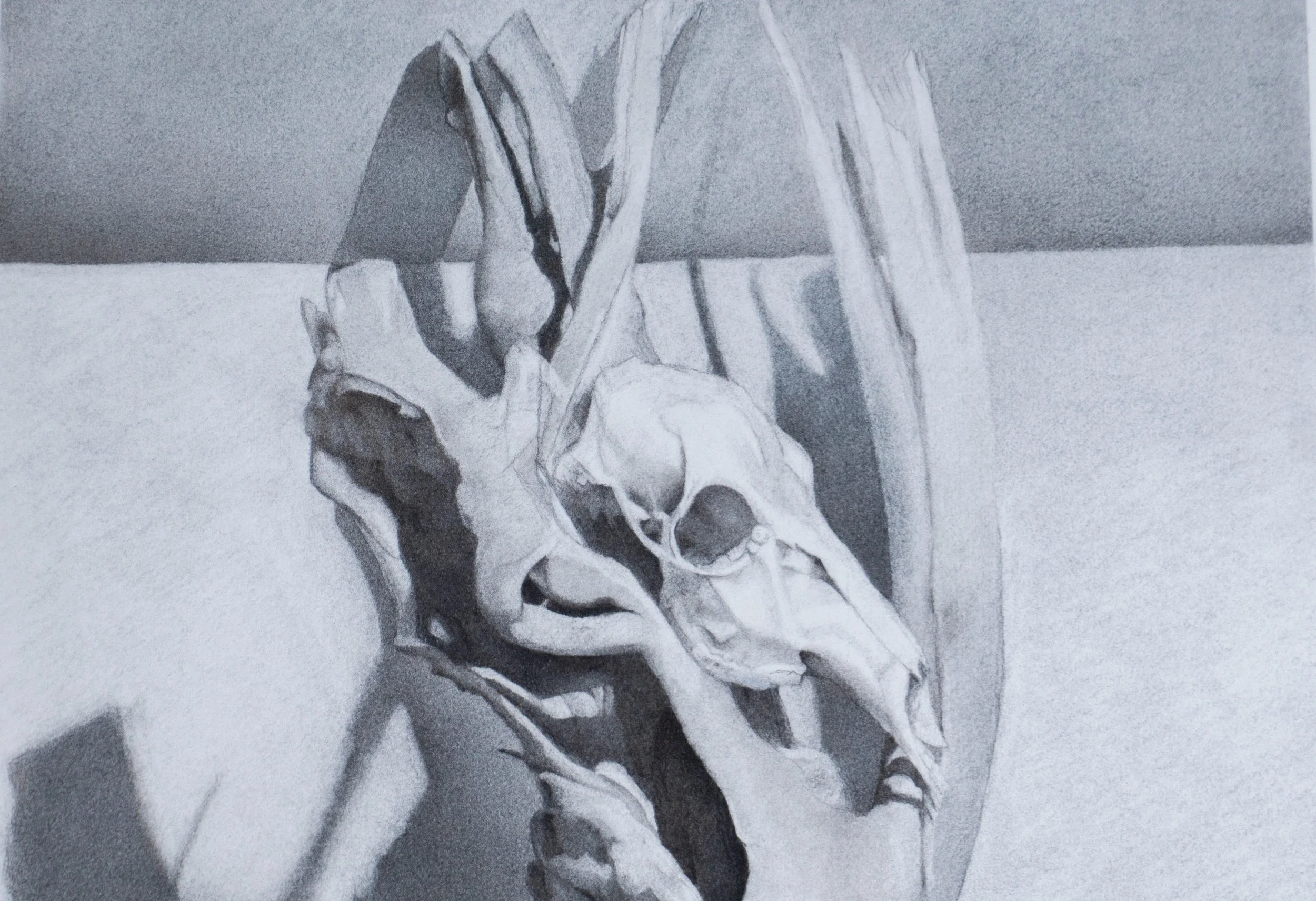 Skull Still Life-3.jpg