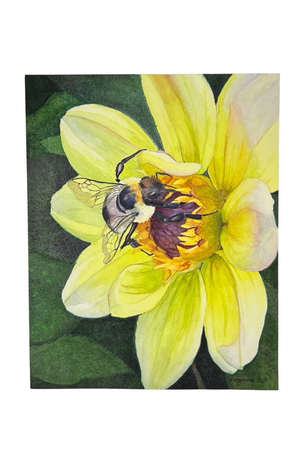 Bumble Bee on Dahlia.png