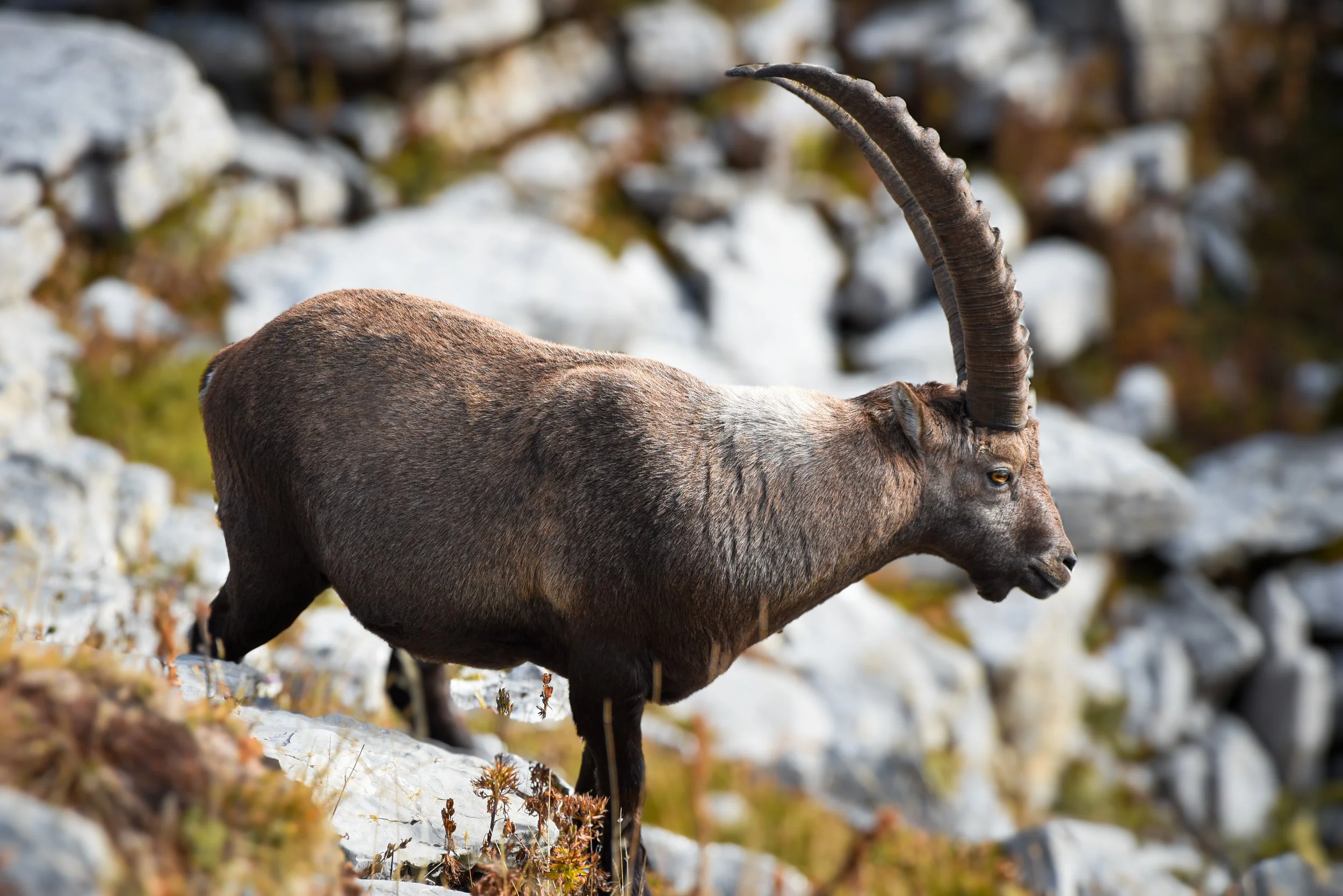Männlicher Steinbock