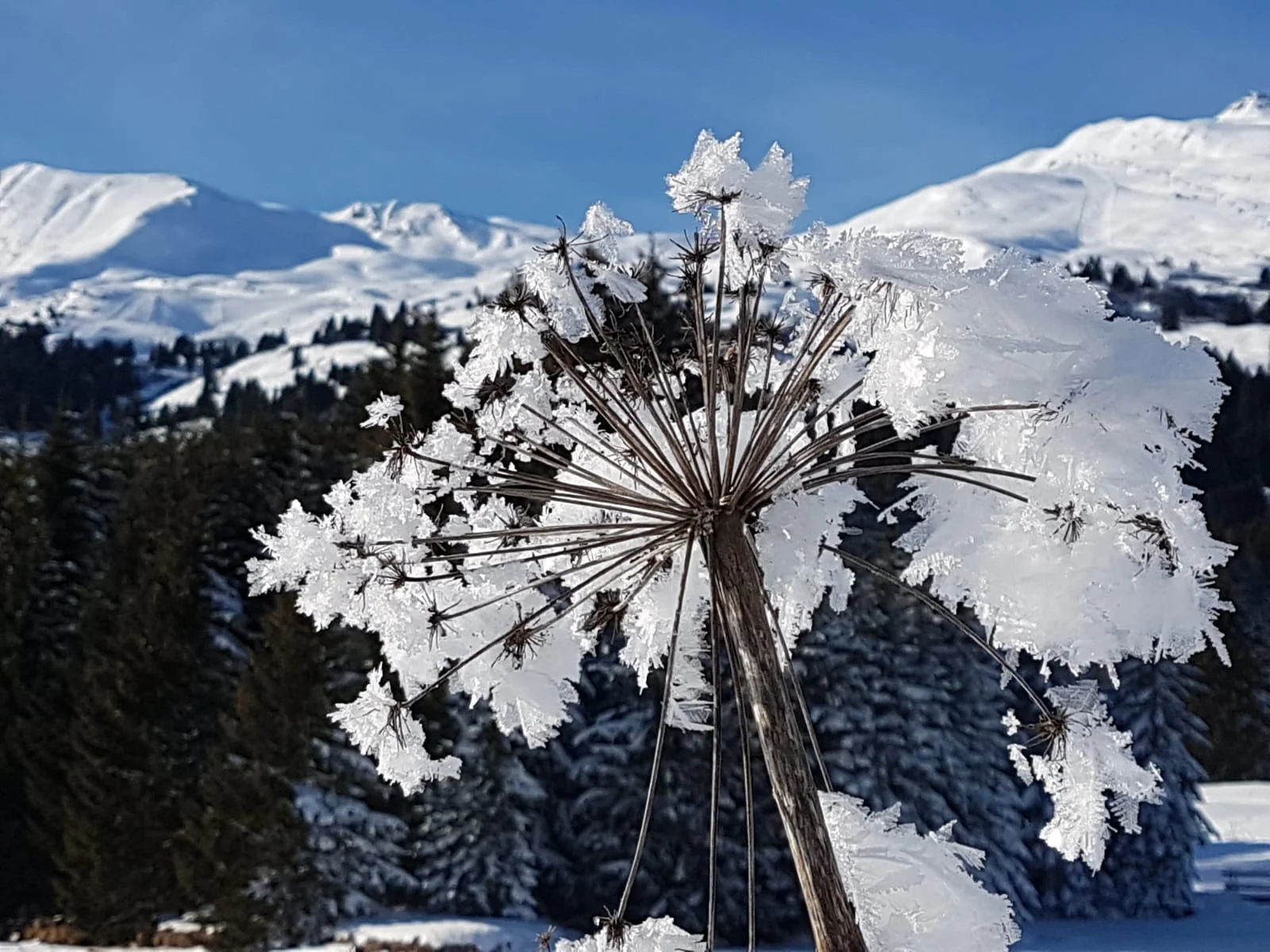 Winter in Lenzerheide - Switzerland