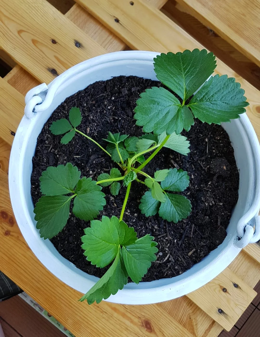 Milk bucket upcycling - Milchkübel Upcycling