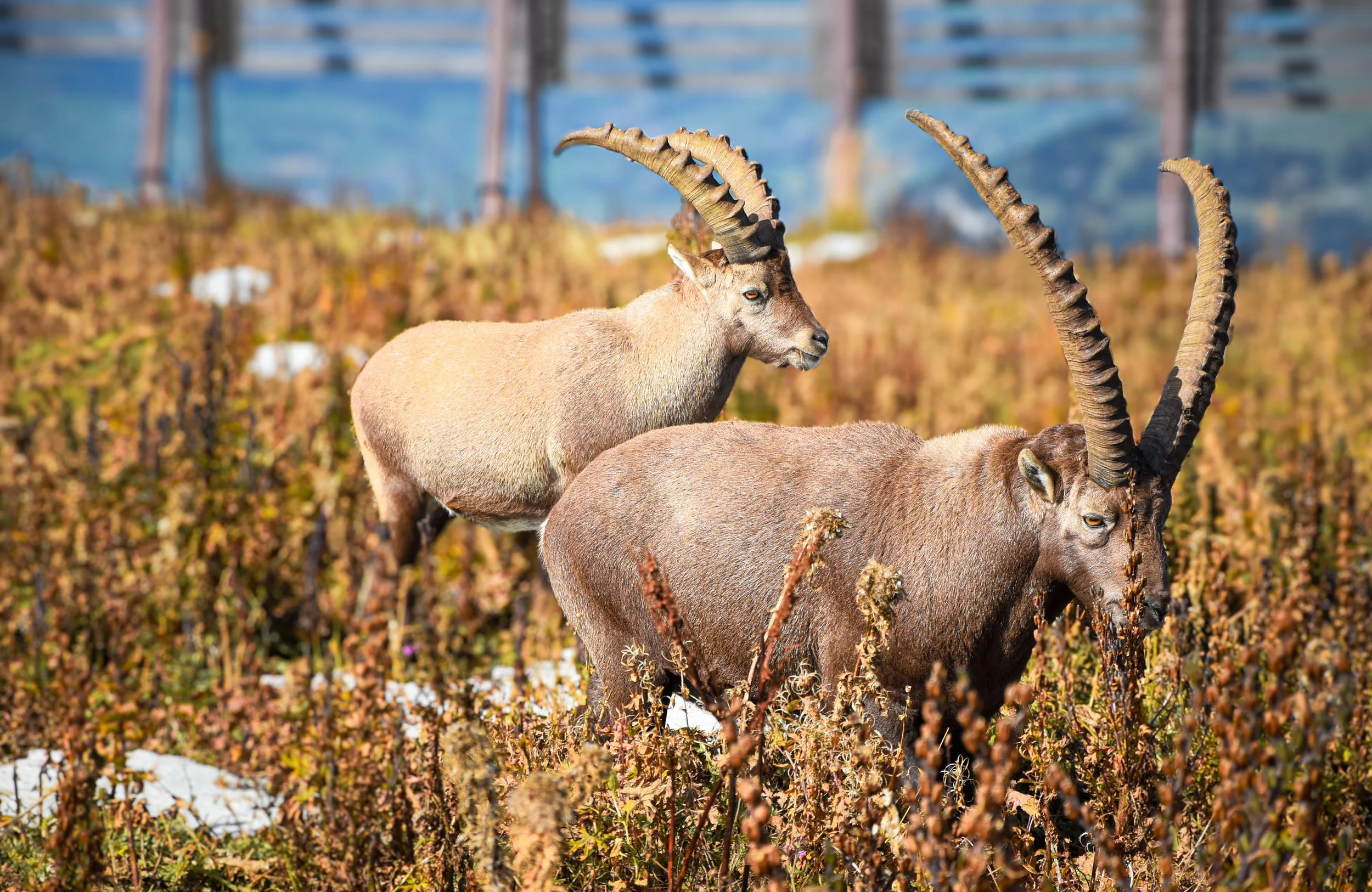 Hiking Hinterrugg &amp; Chäserrugg: Spot Wild Ibex