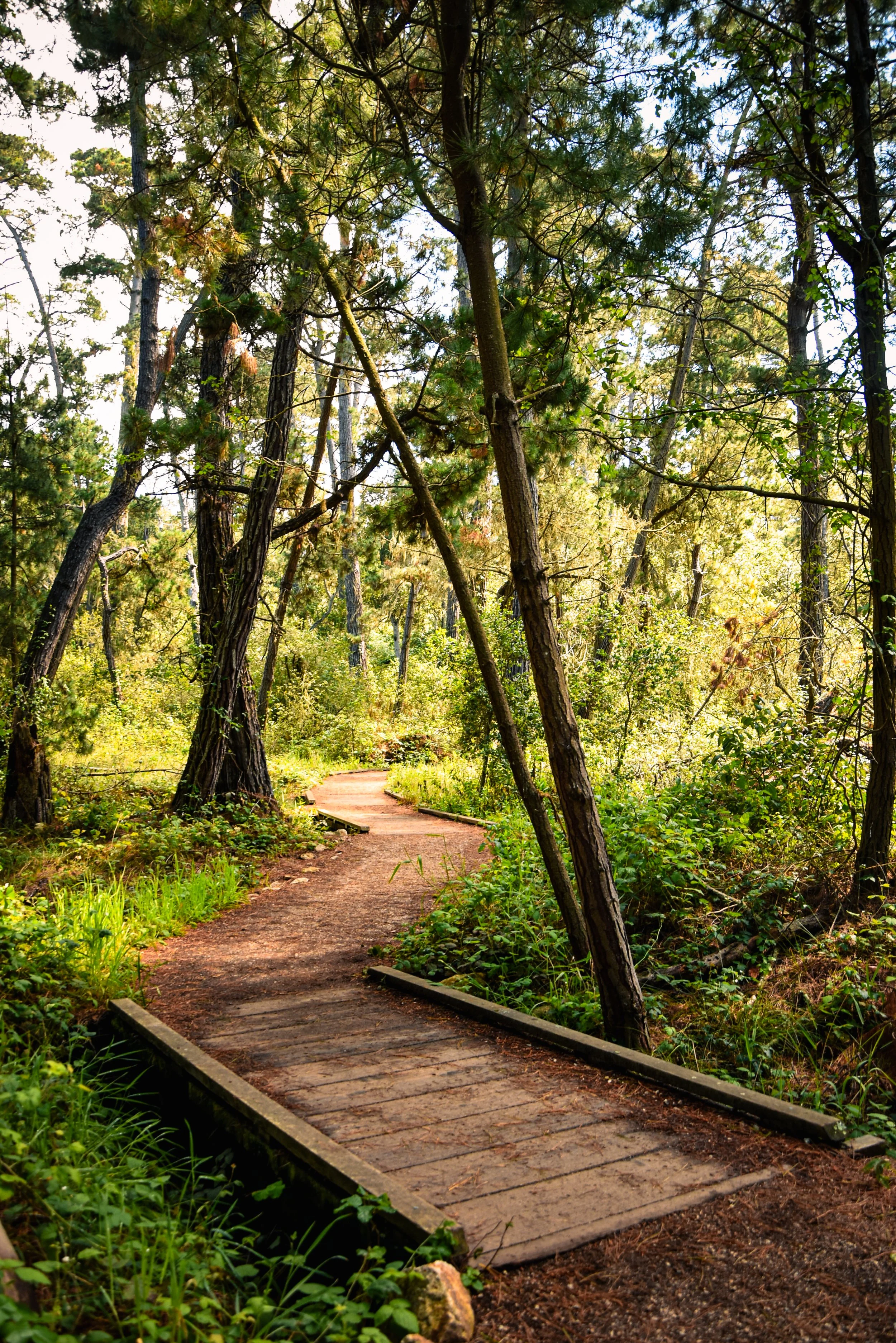 Path through Point Lobos