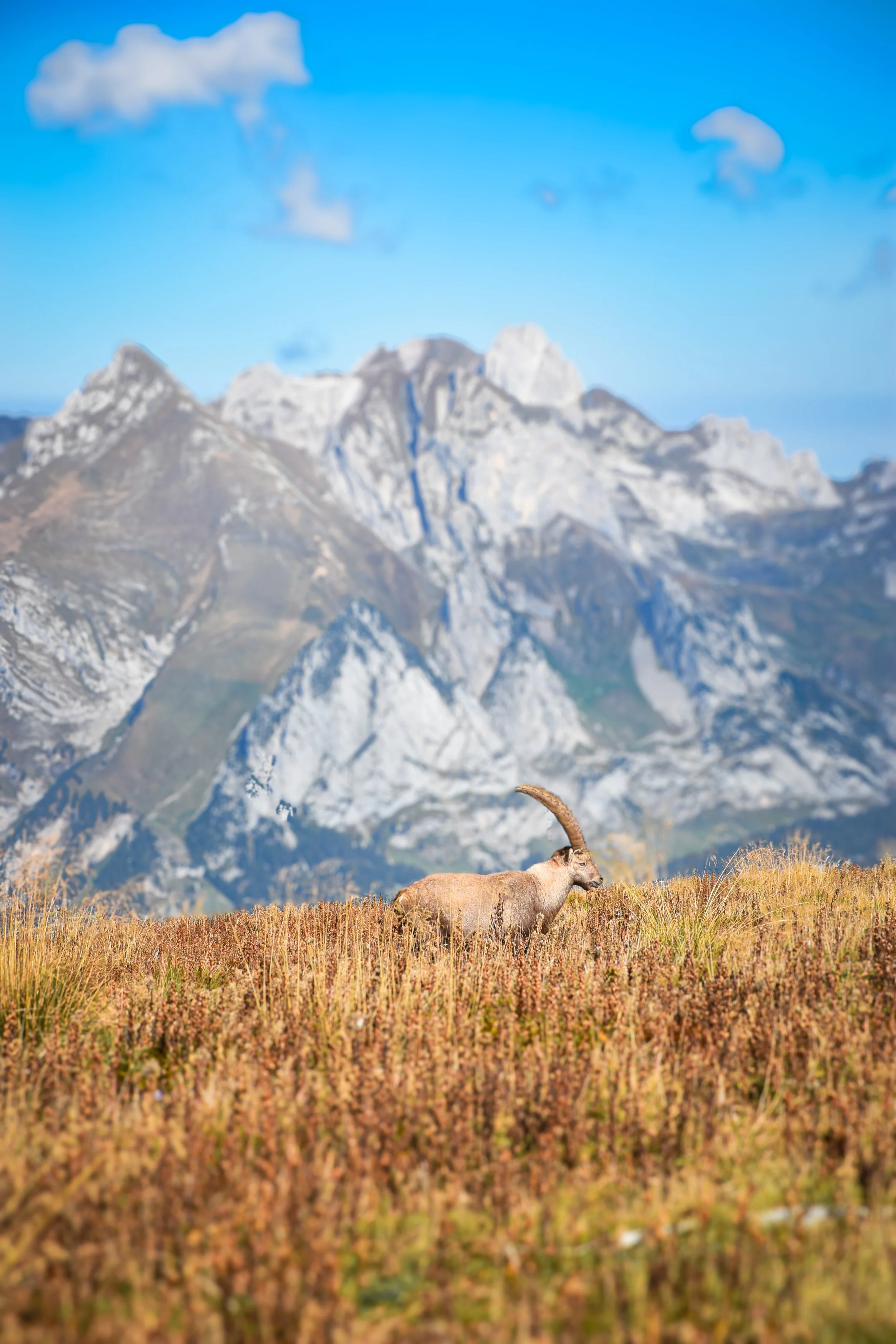 Steinbock in den Alpen