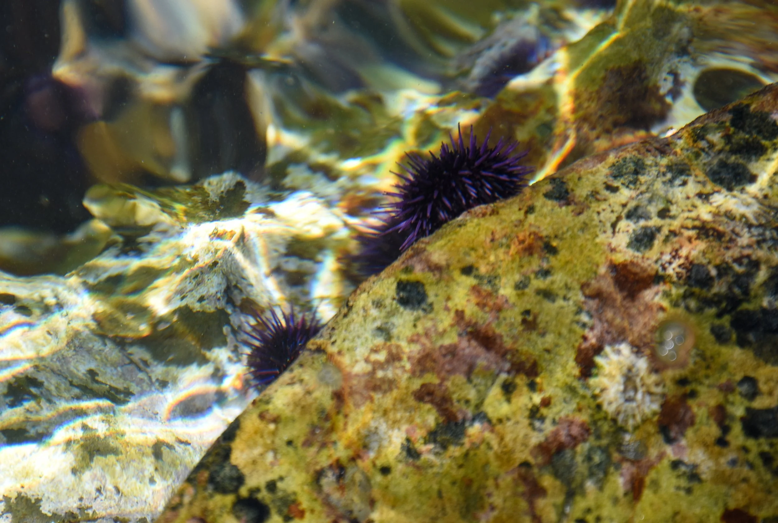 Sea Urchins in the Tide Pools