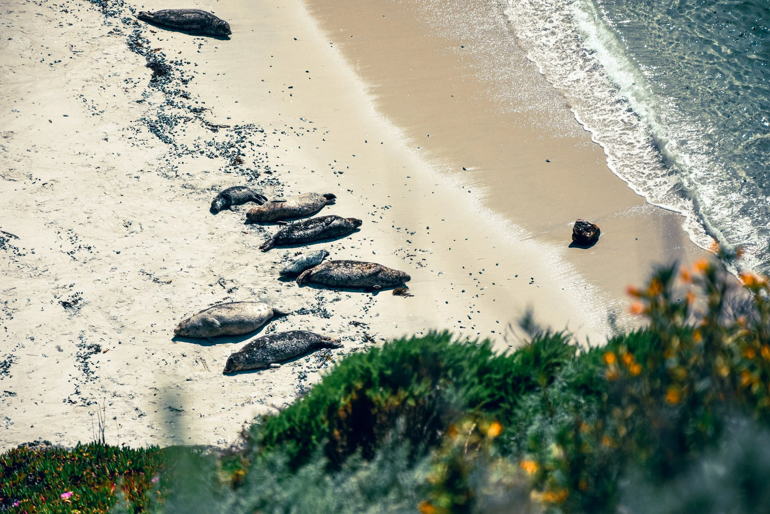 Seals with their pups in the bay