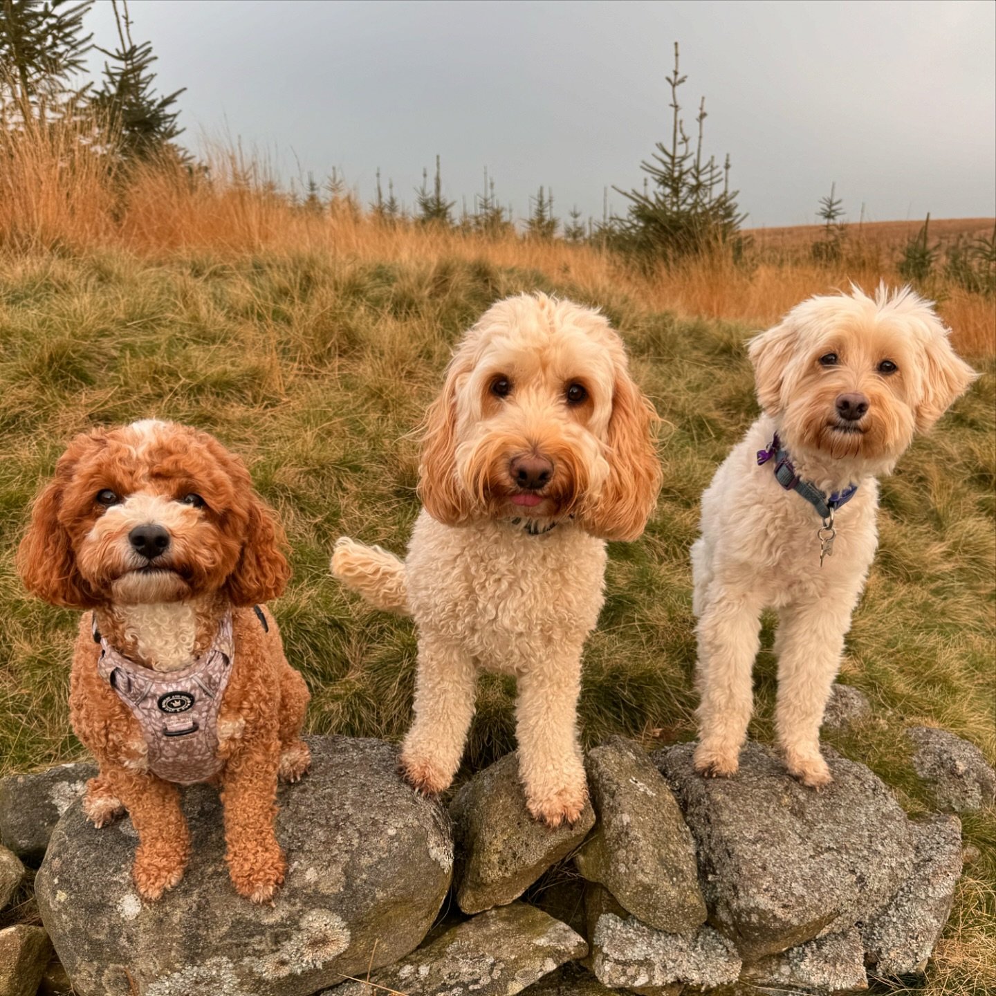 Poos and Doos

#woofandwalkskipton