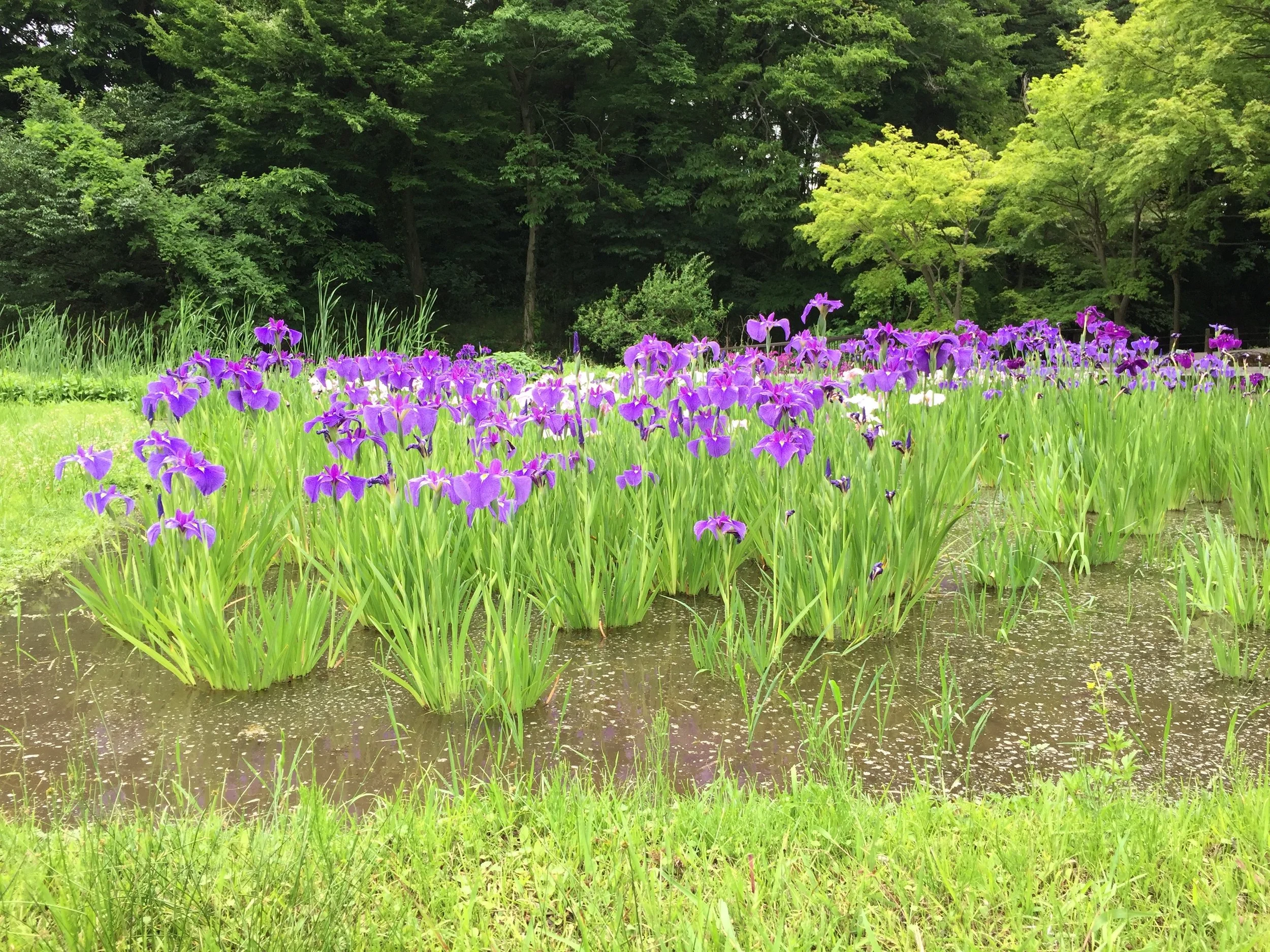 Kakitsubata at Jindaiji Botanic Gardens