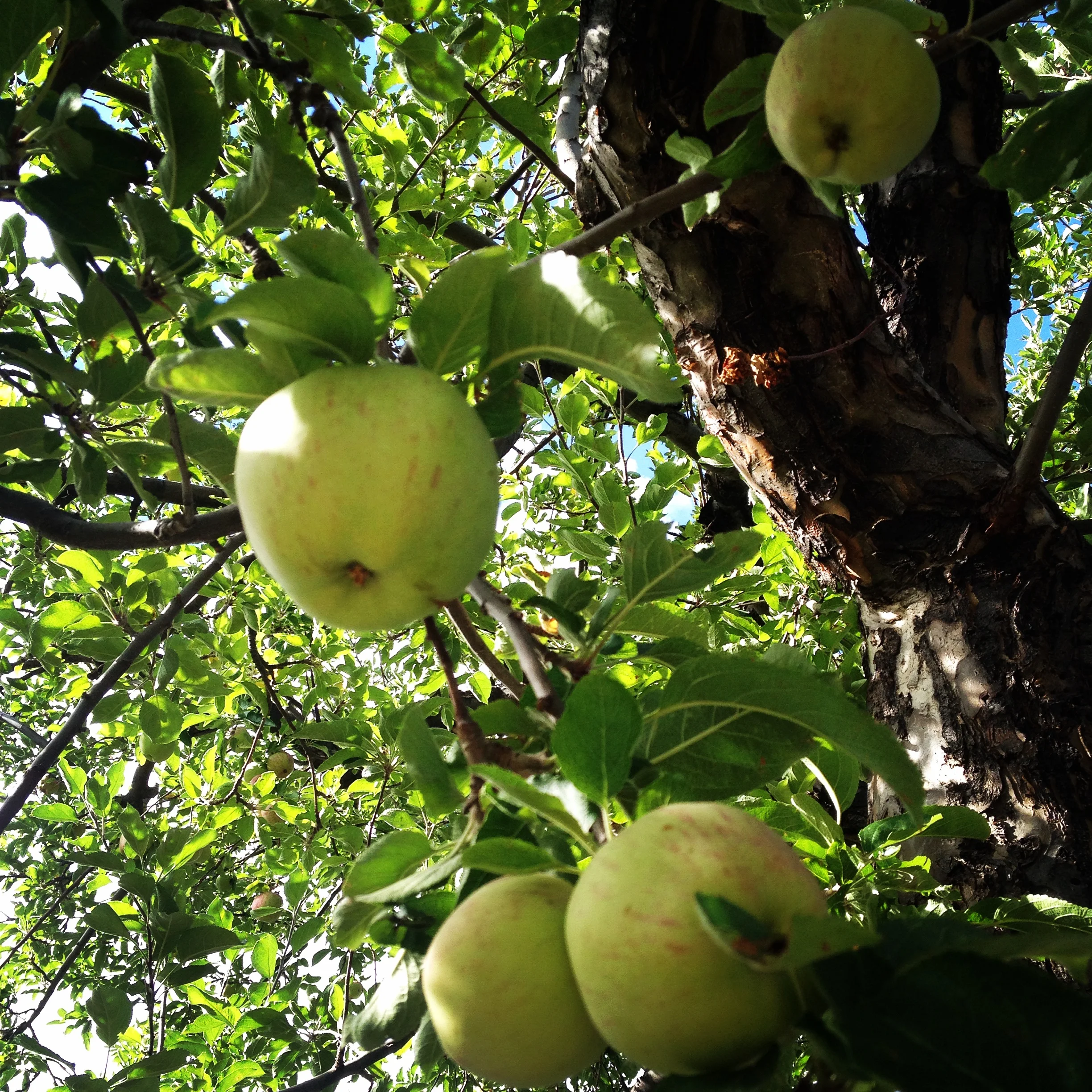 Apple Cider Vinegar Tonic