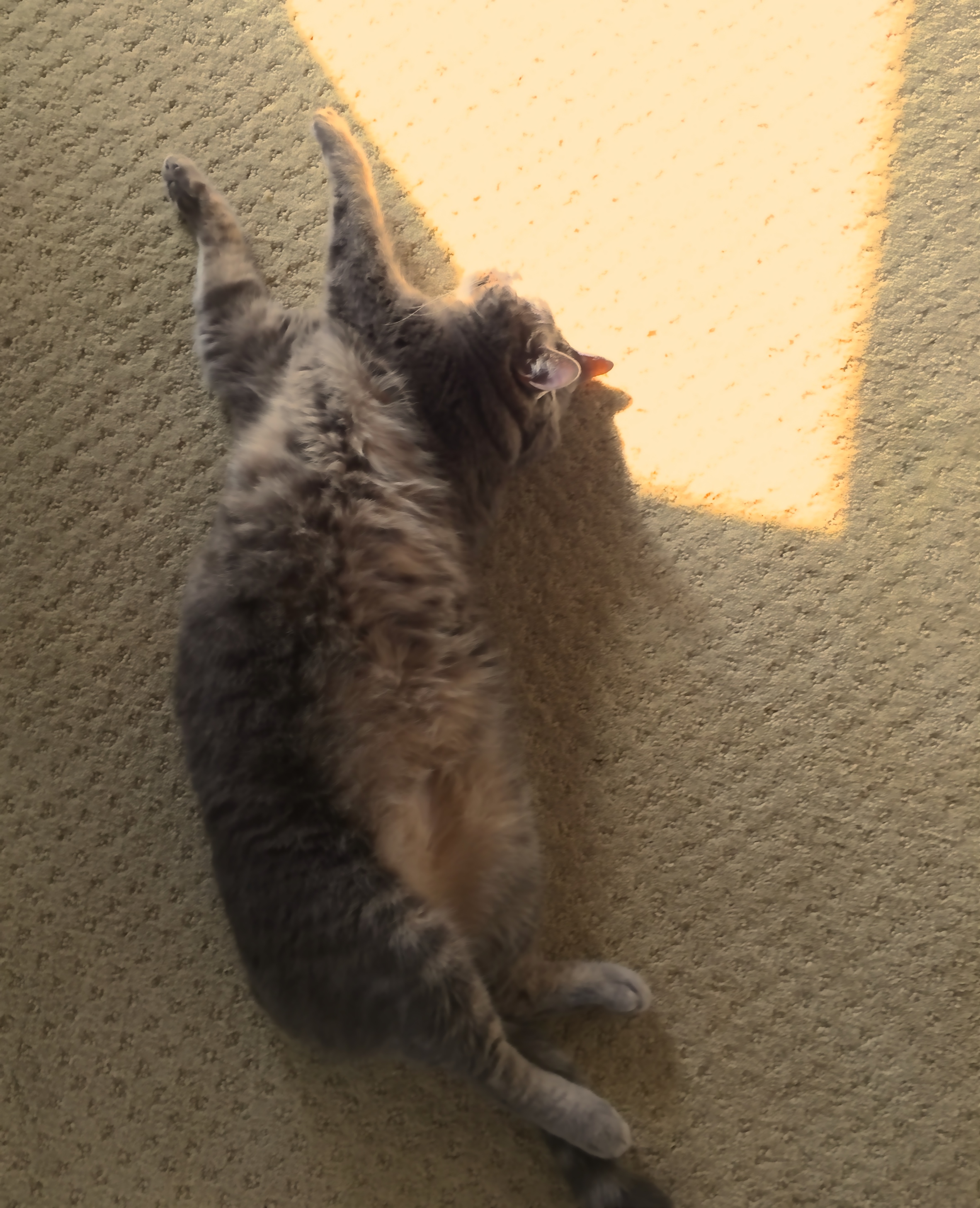 Cat Stretch—a.k.a. Reclined Spinal Twist (Jathara Parivartanasana)