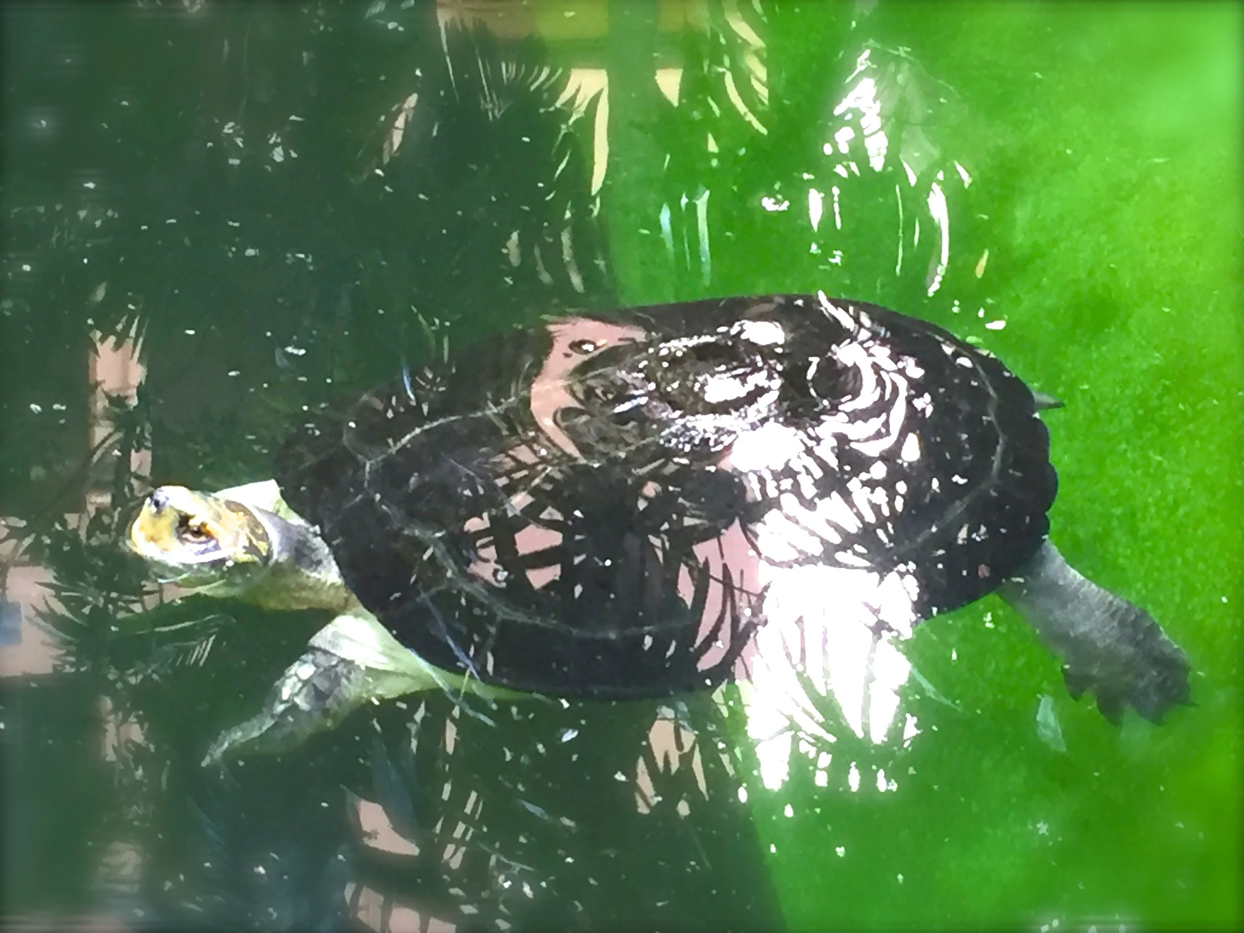 The Turtle Theory~Out of the Shell