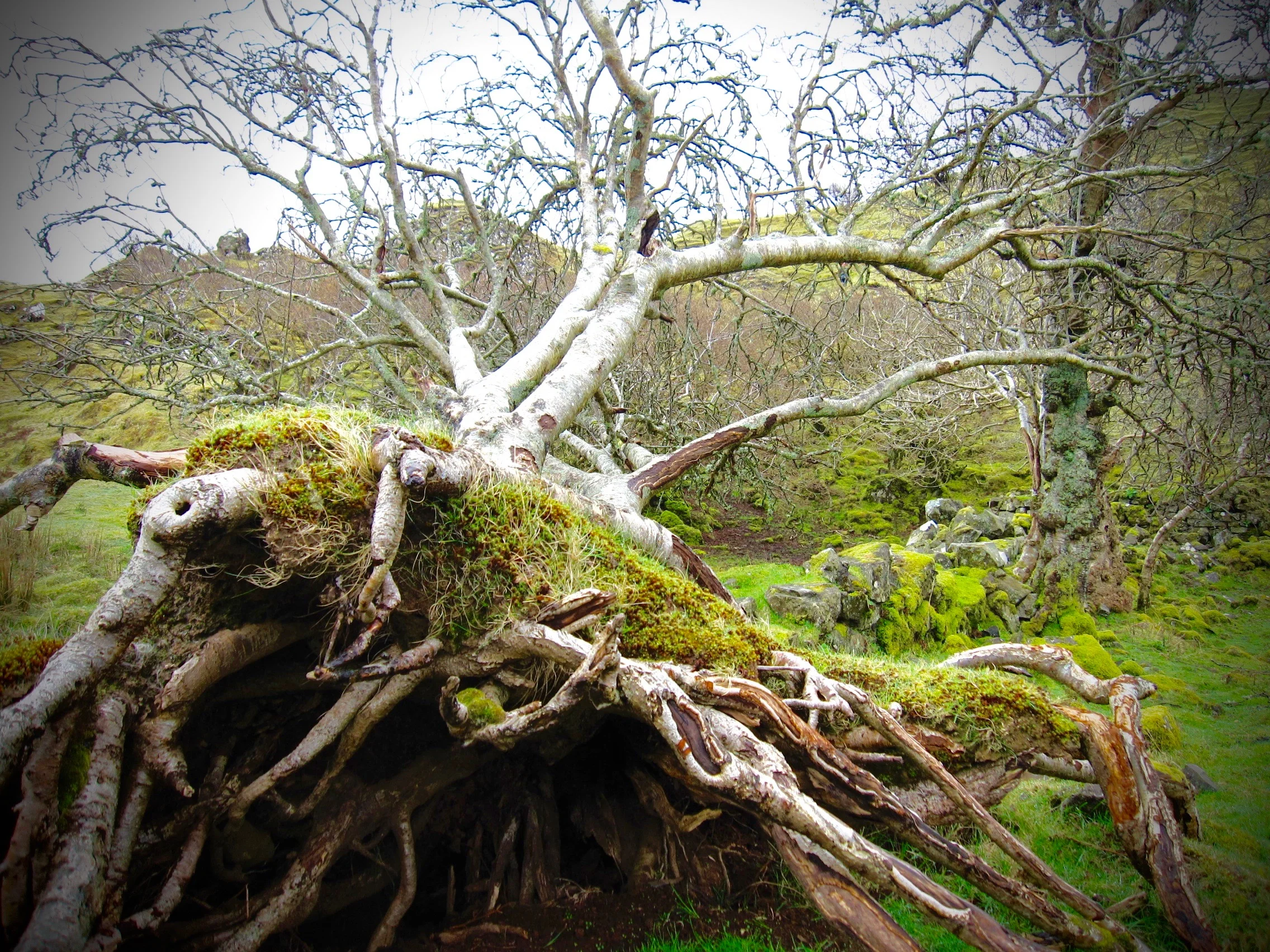 Discovering Our Roots