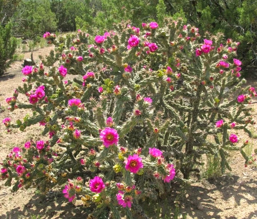 Lessons from the Cholla ~                                       A Piercing Beauty