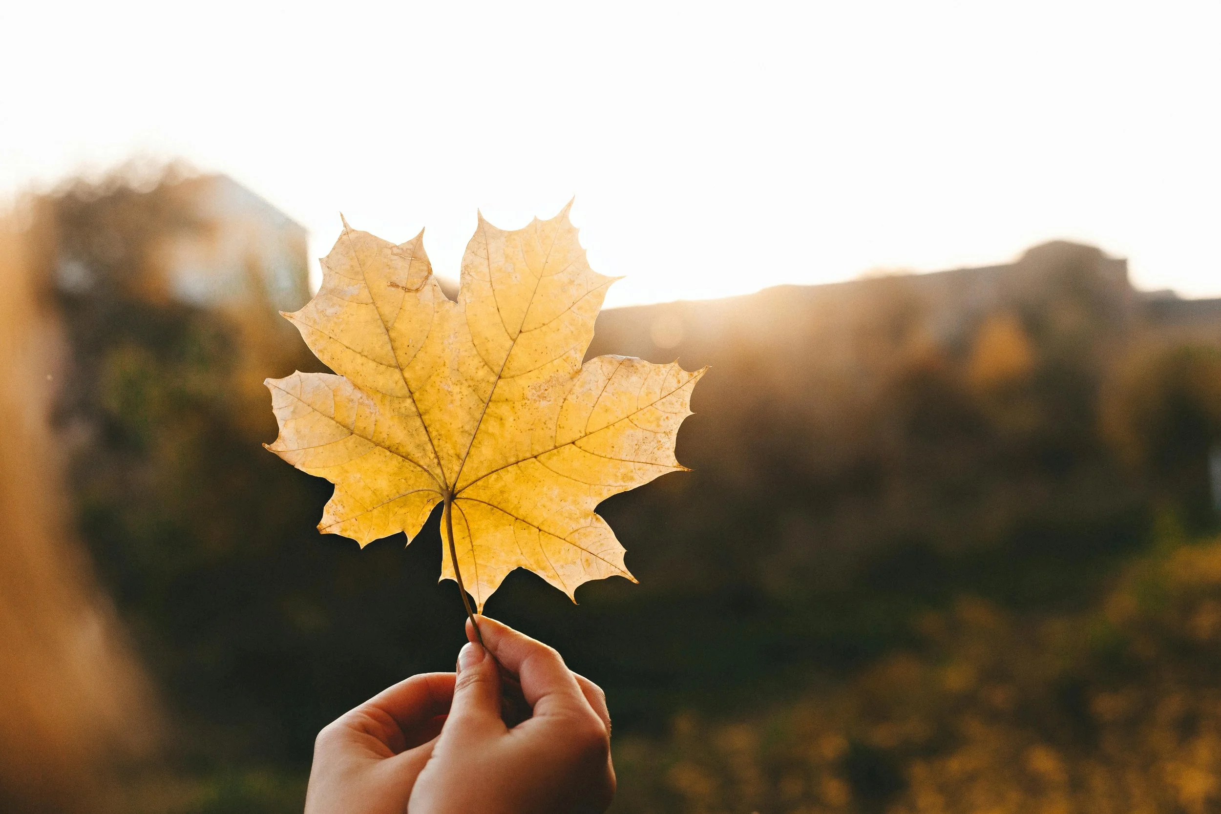 Self-Forgiveness for Emotional Regeneration