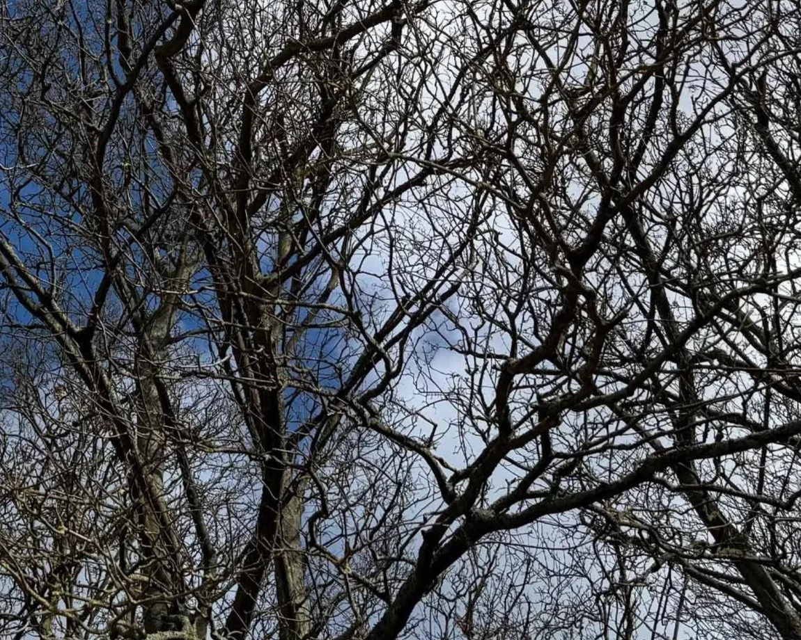 APTGW - Essex &amp; London Bodgers Newsletter