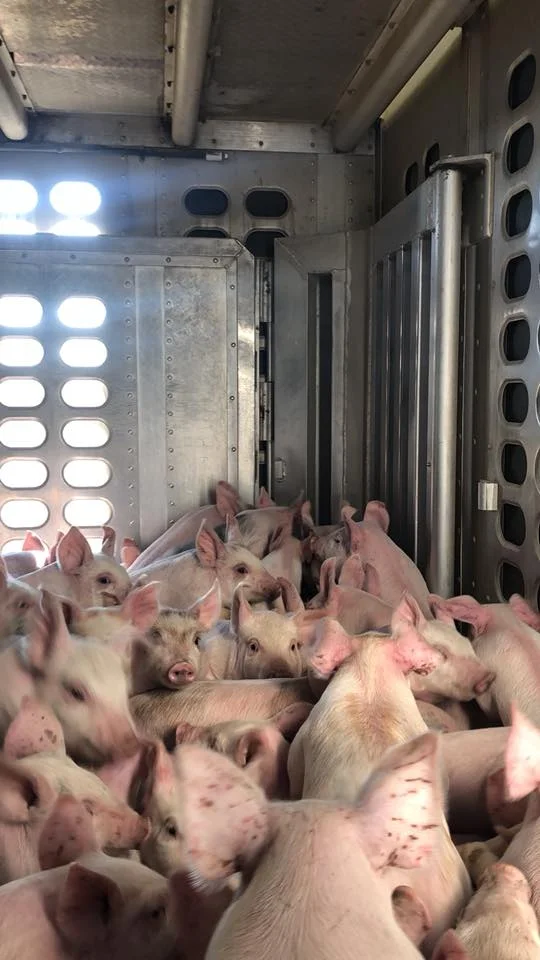 piglets3.jpg