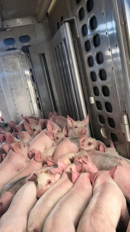 piglets10.jpg