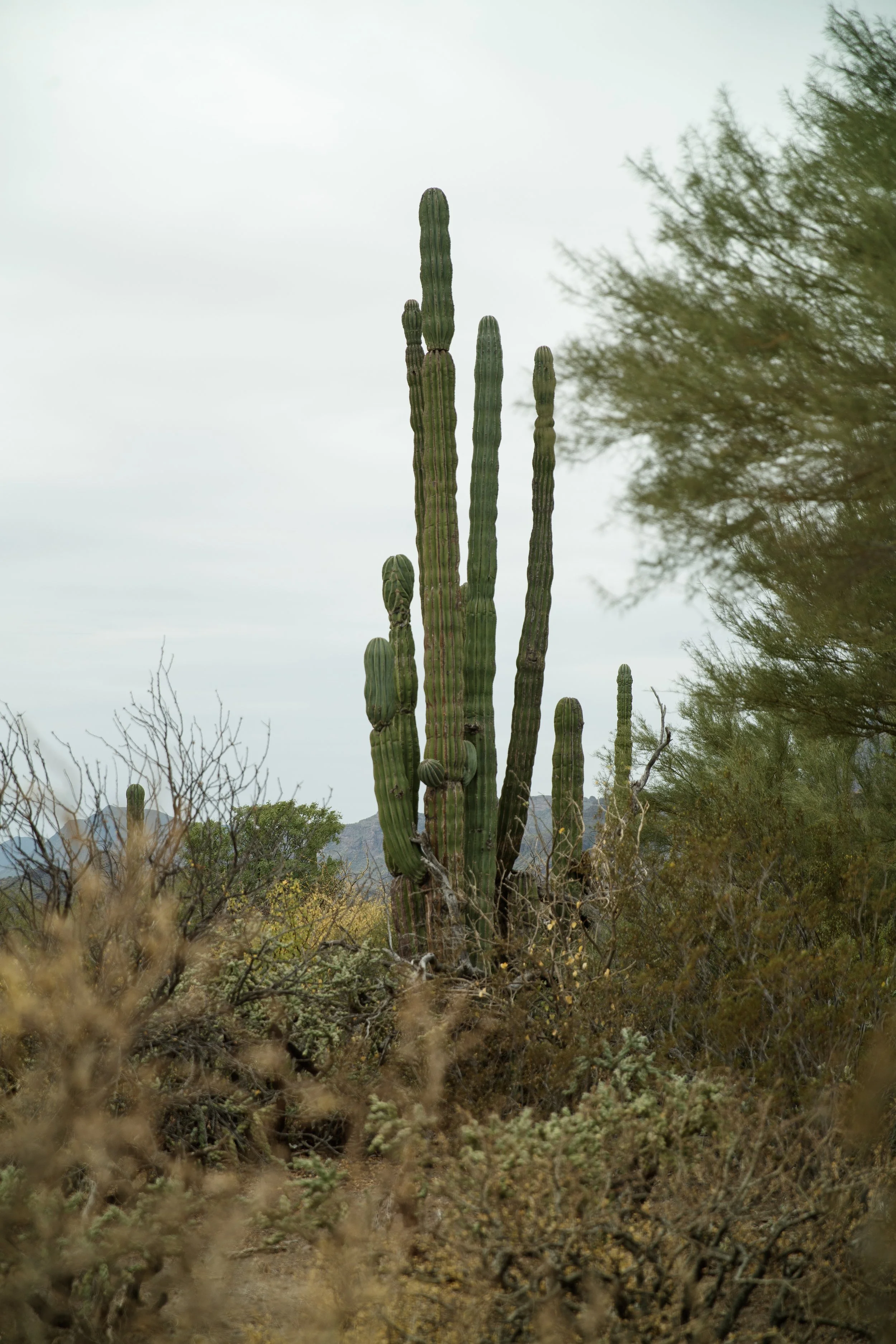11_7_CaseyCurrie_Baja1000PreRunning_BajaCaliforniaMexico_PolarisRZR_NoCrop_055.jpg