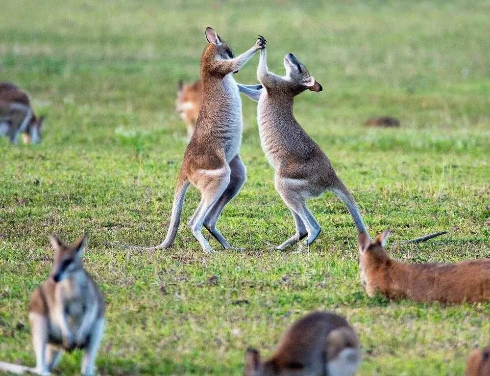 Make your supporters feel like these guys :-)