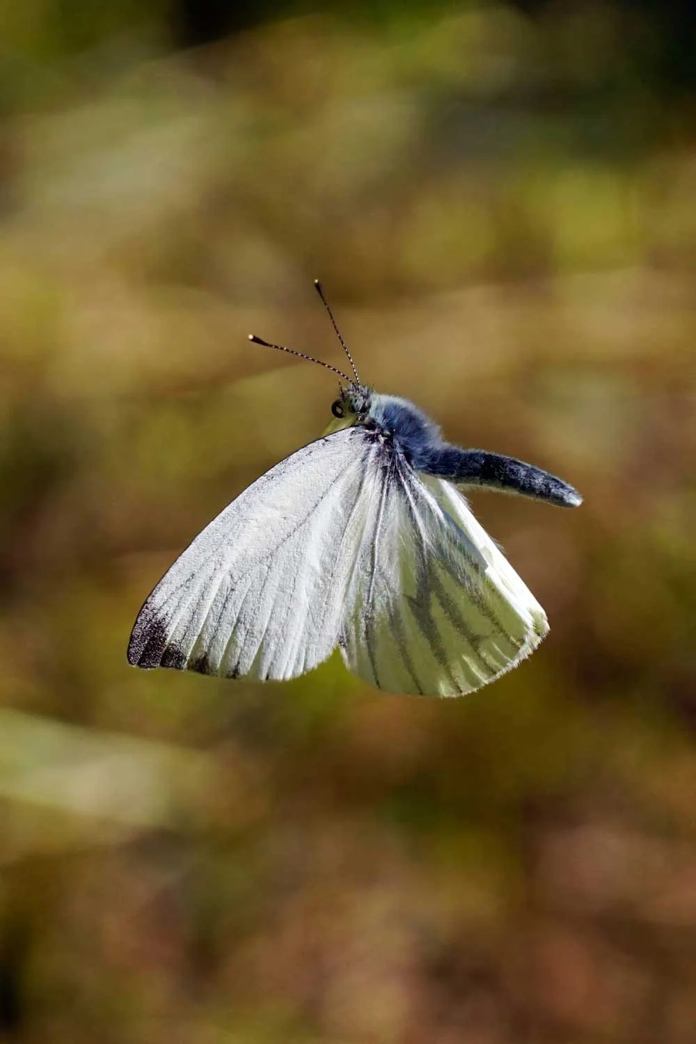 Close-up of a white butterfly with black markings on its wings, perched on a branch with a blurred brown and green background.