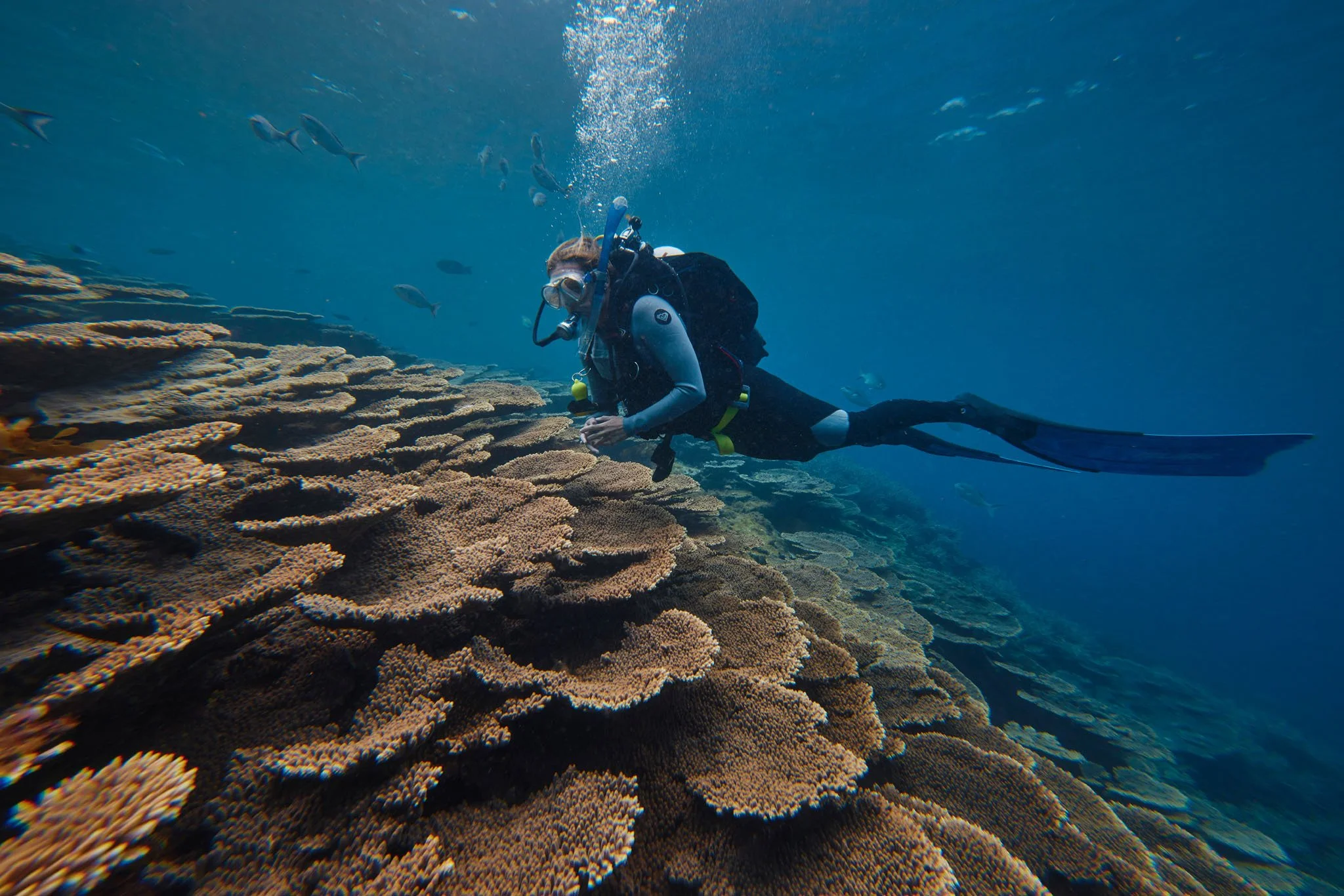 Coral Maker